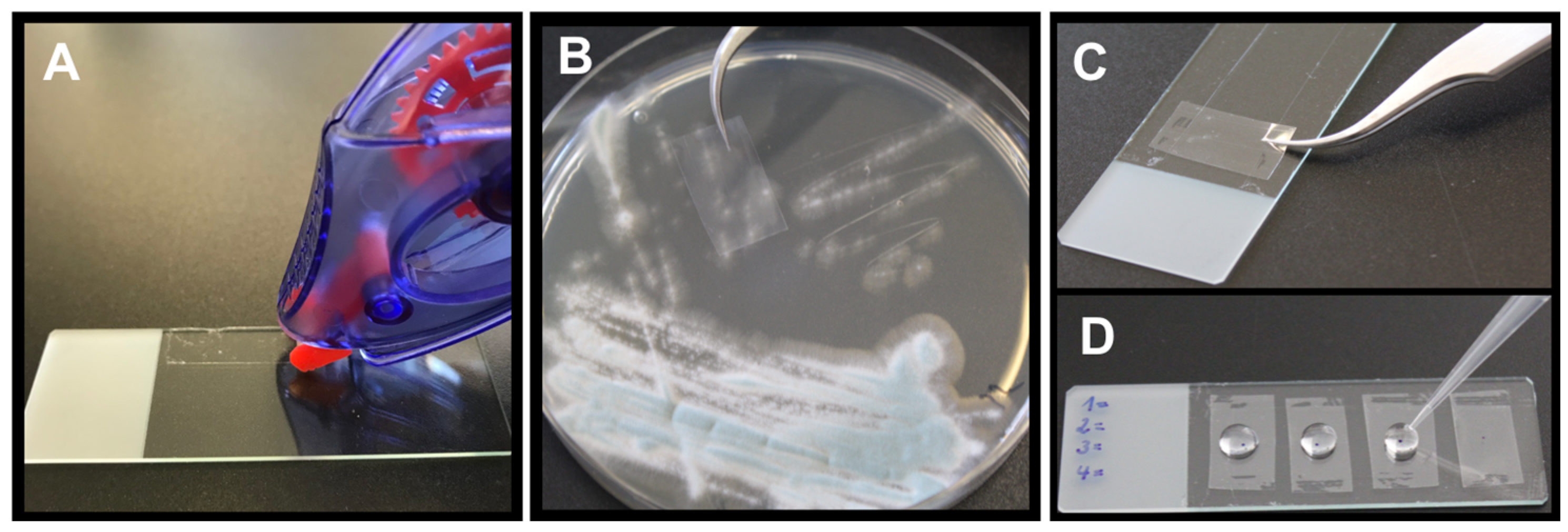 Jof 09 00622 g001 Jof 09 00622 g001