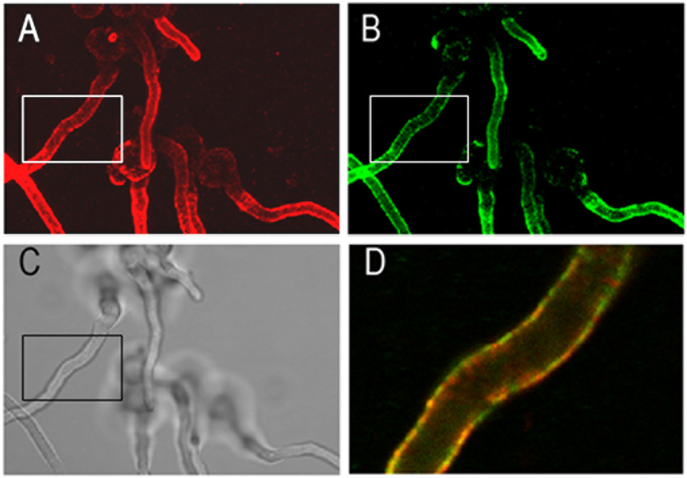 Jof 09 00622 g004 Jof 09 00622 g004