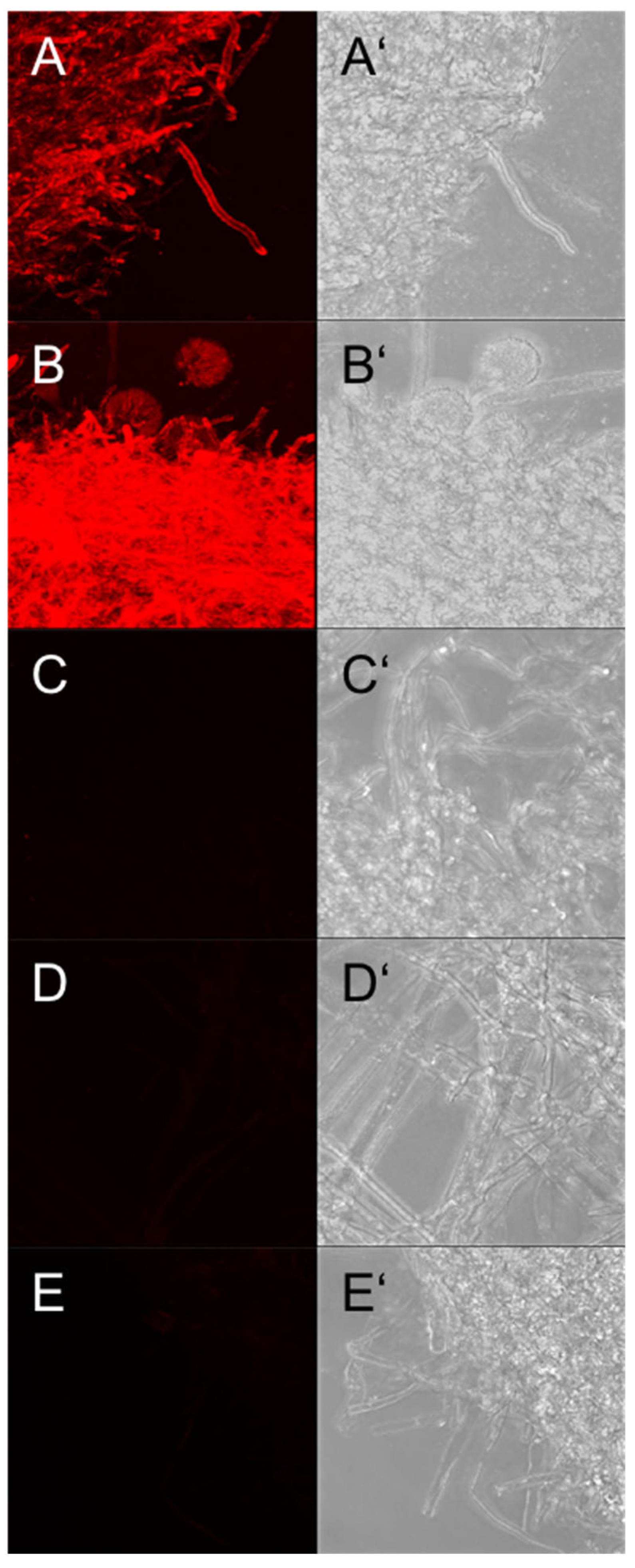 Jof 09 00622 g008 Jof 09 00622 g008