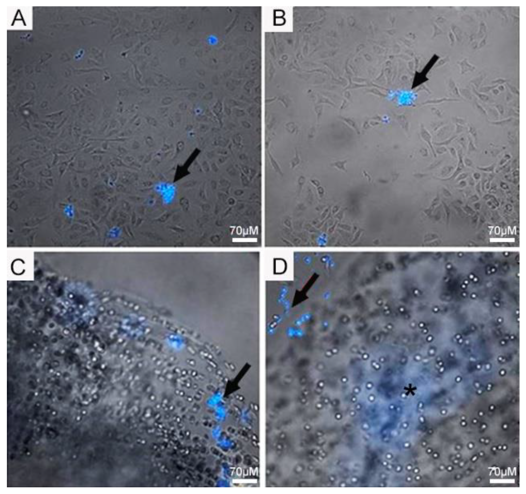 Jof 09 00634 g003 Jof 09 00634 g003