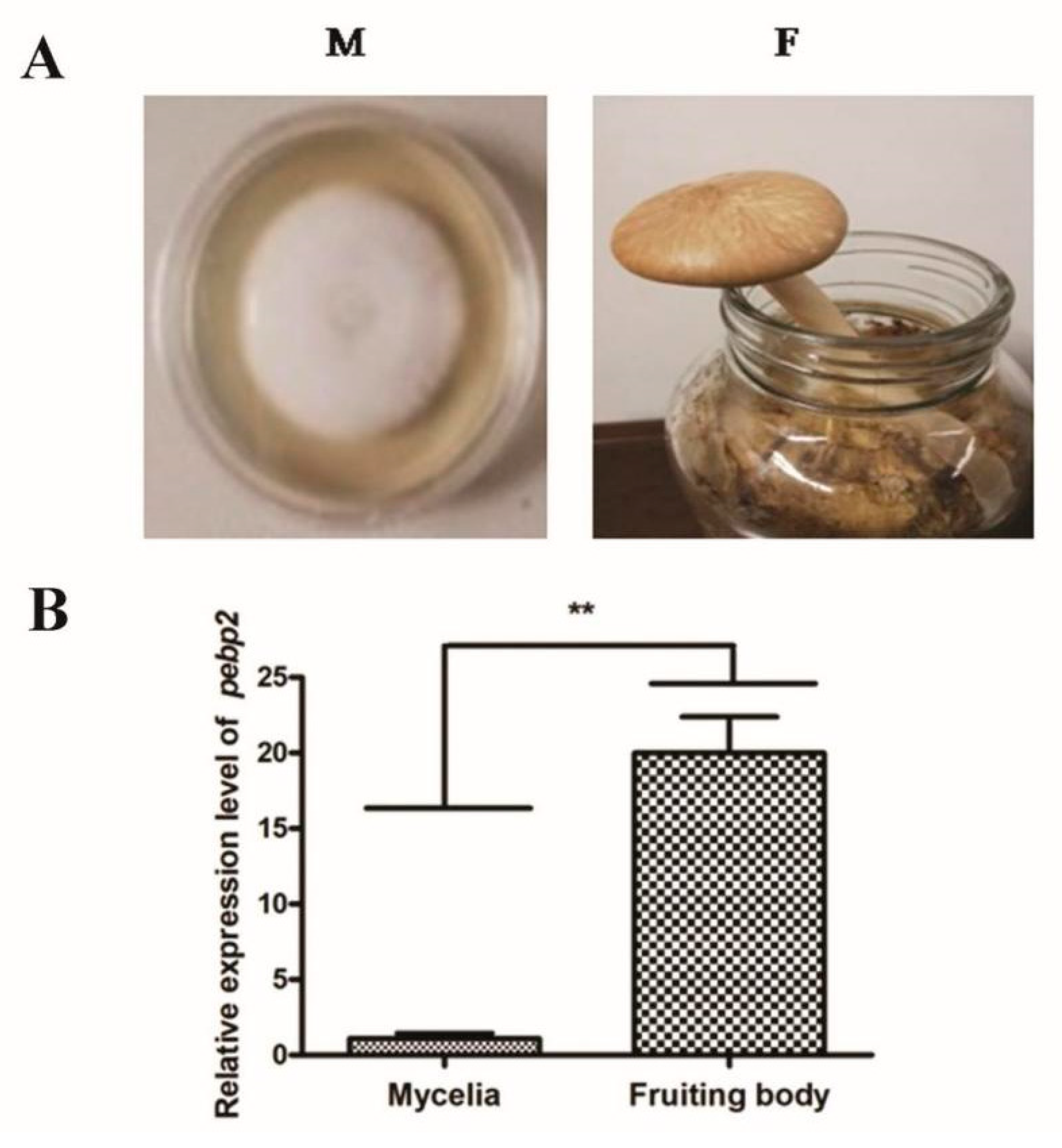 Jof 09 00657 g002 Jof 09 00657 g002