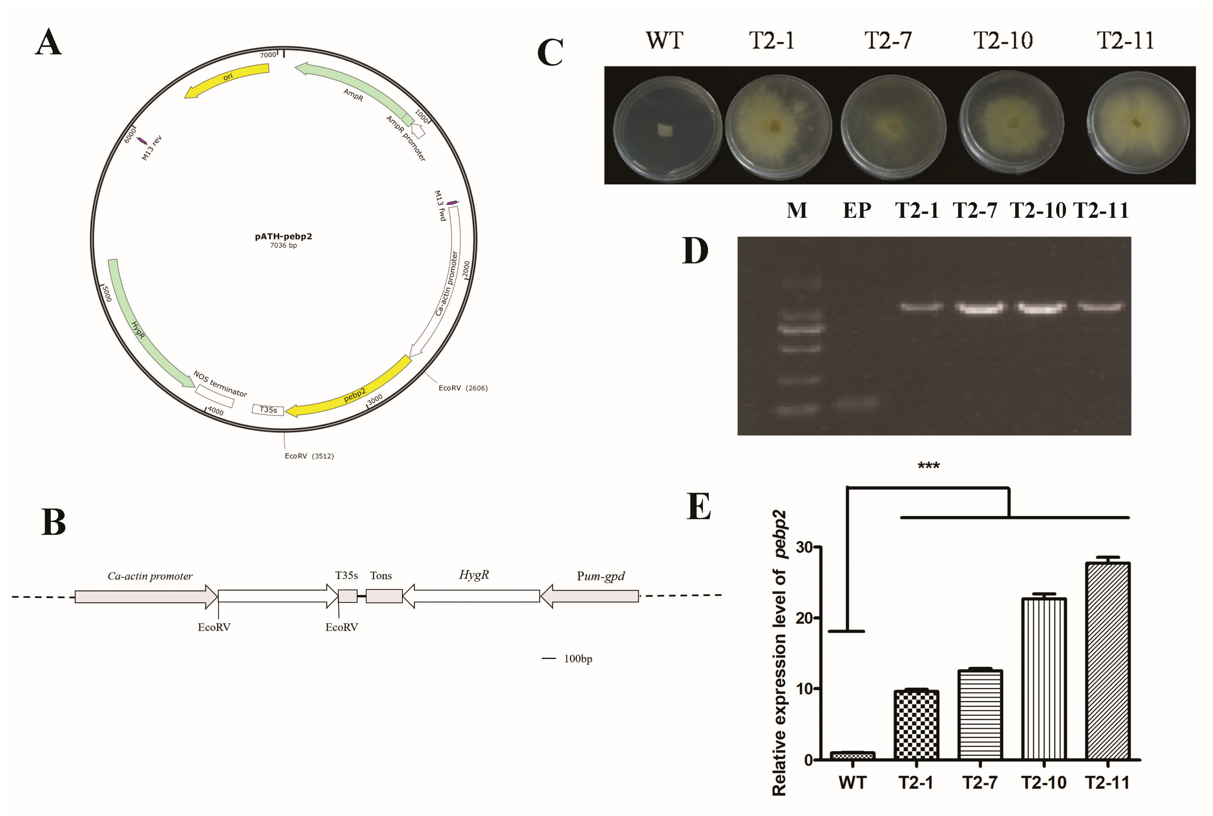 Jof 09 00657 g003 Jof 09 00657 g003