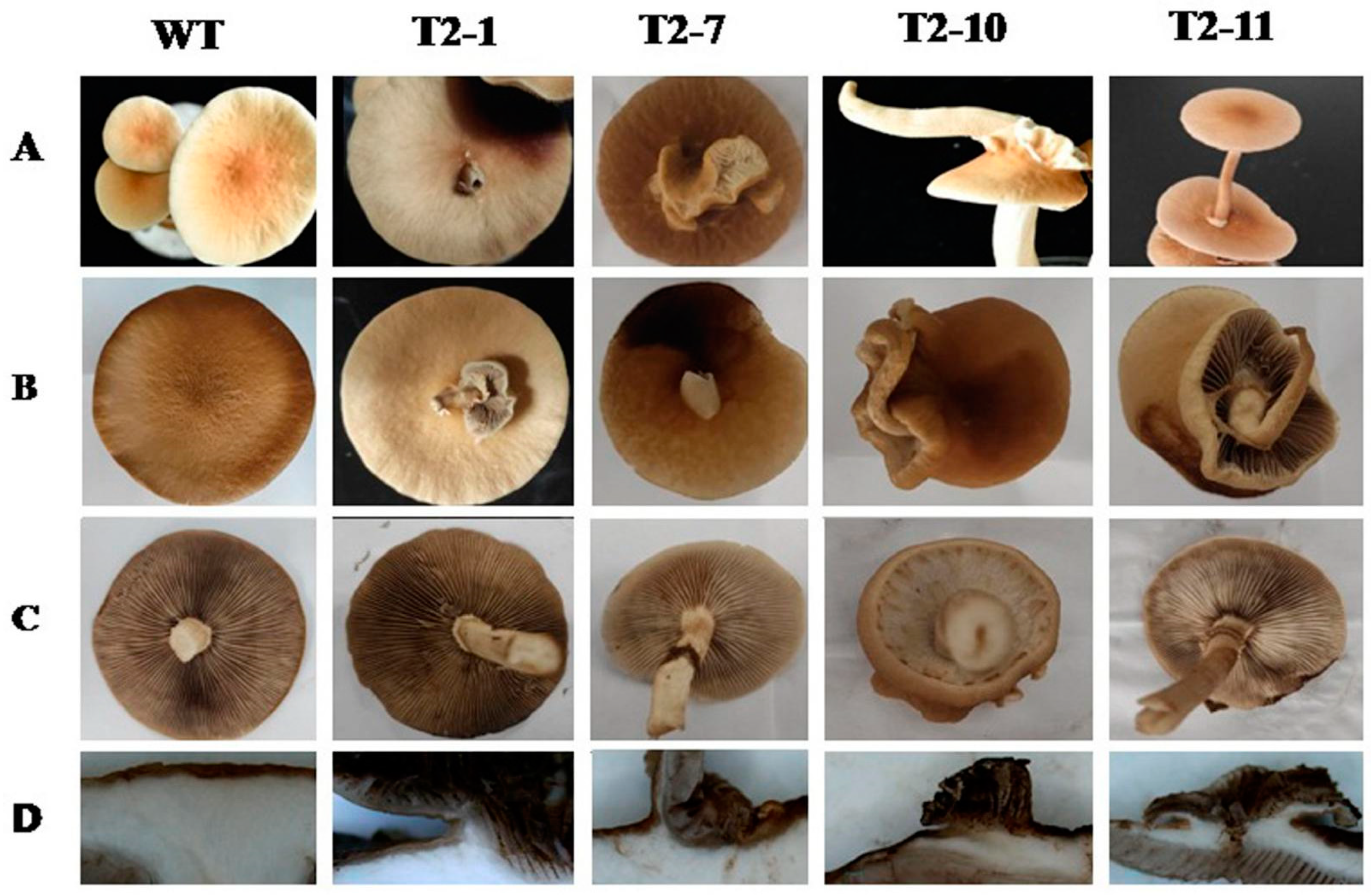 Jof 09 00657 g004 Jof 09 00657 g004