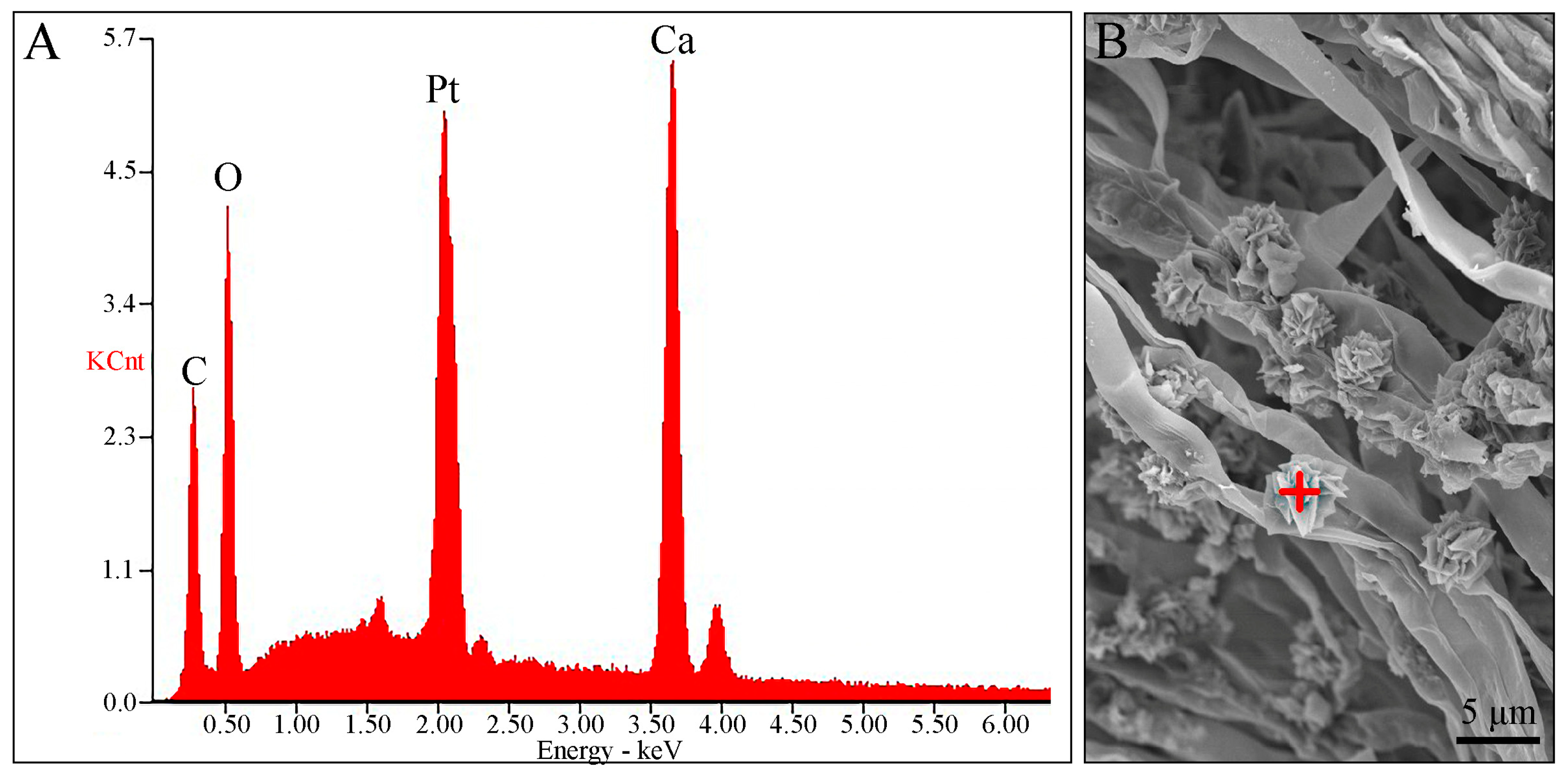 Jof 09 00664 g002 Jof 09 00664 g002