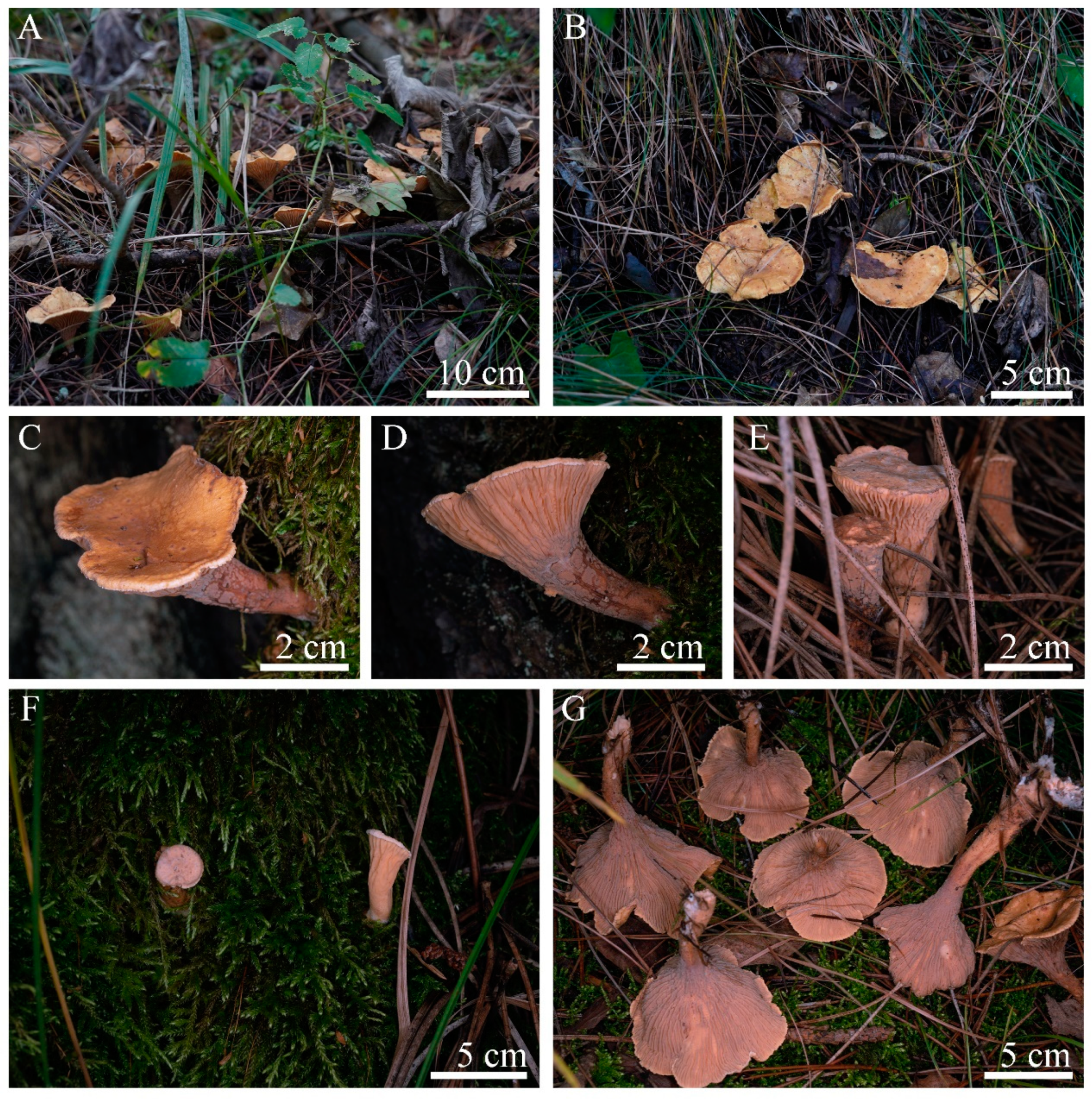 Jof 09 00664 g003 Jof 09 00664 g003