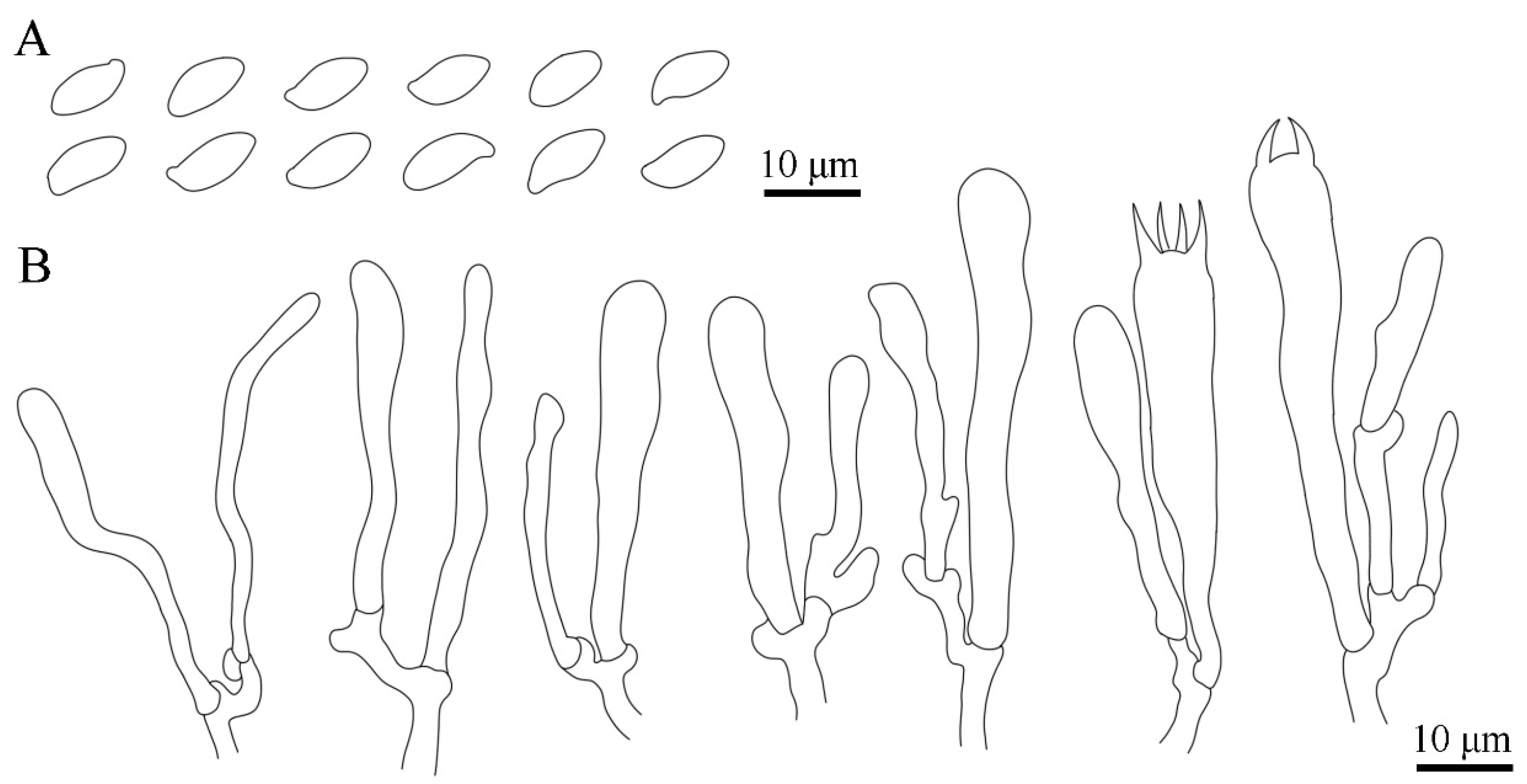 Jof 09 00664 g005 Jof 09 00664 g005