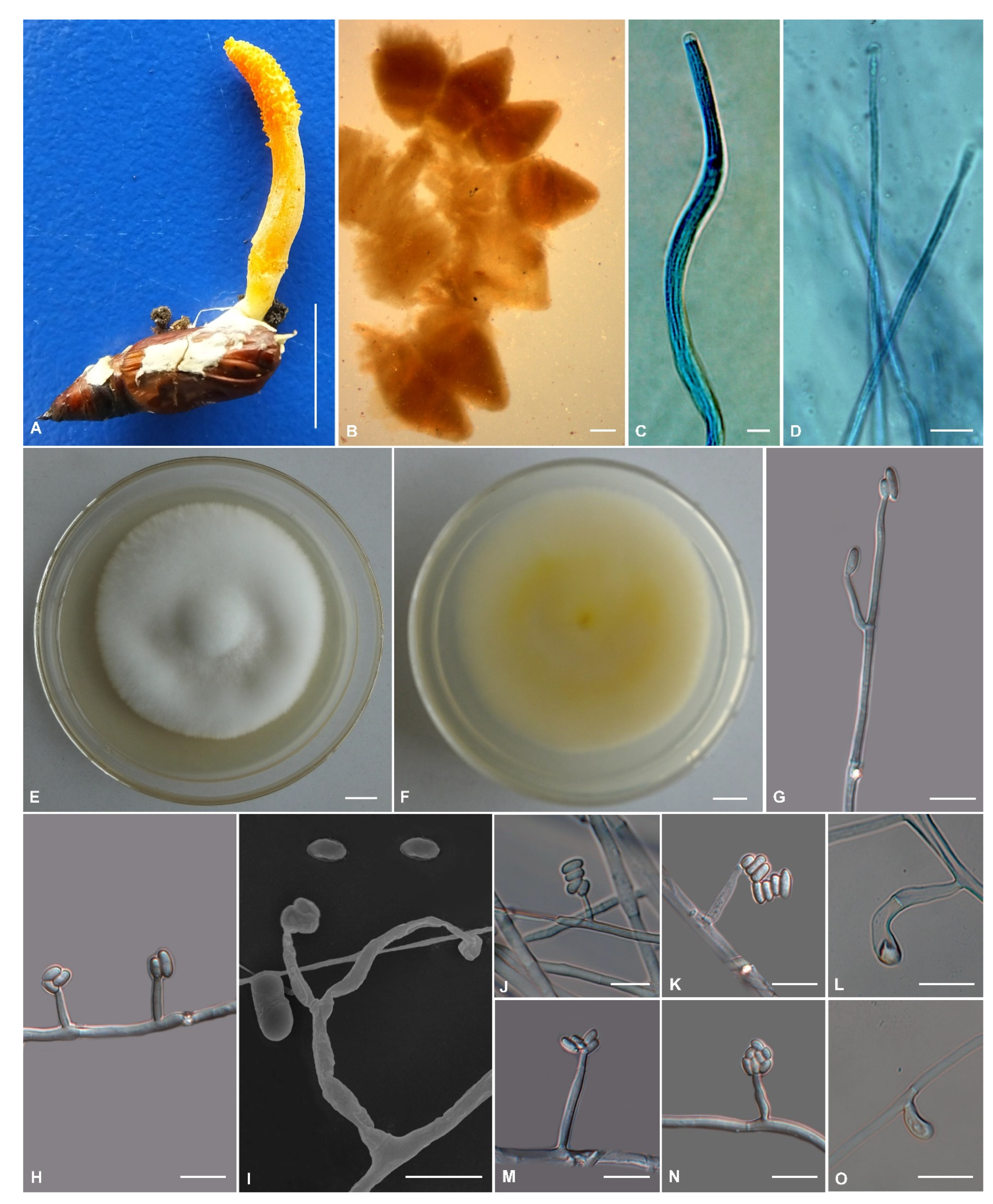 Jof 09 00676 g004 Jof 09 00676 g004