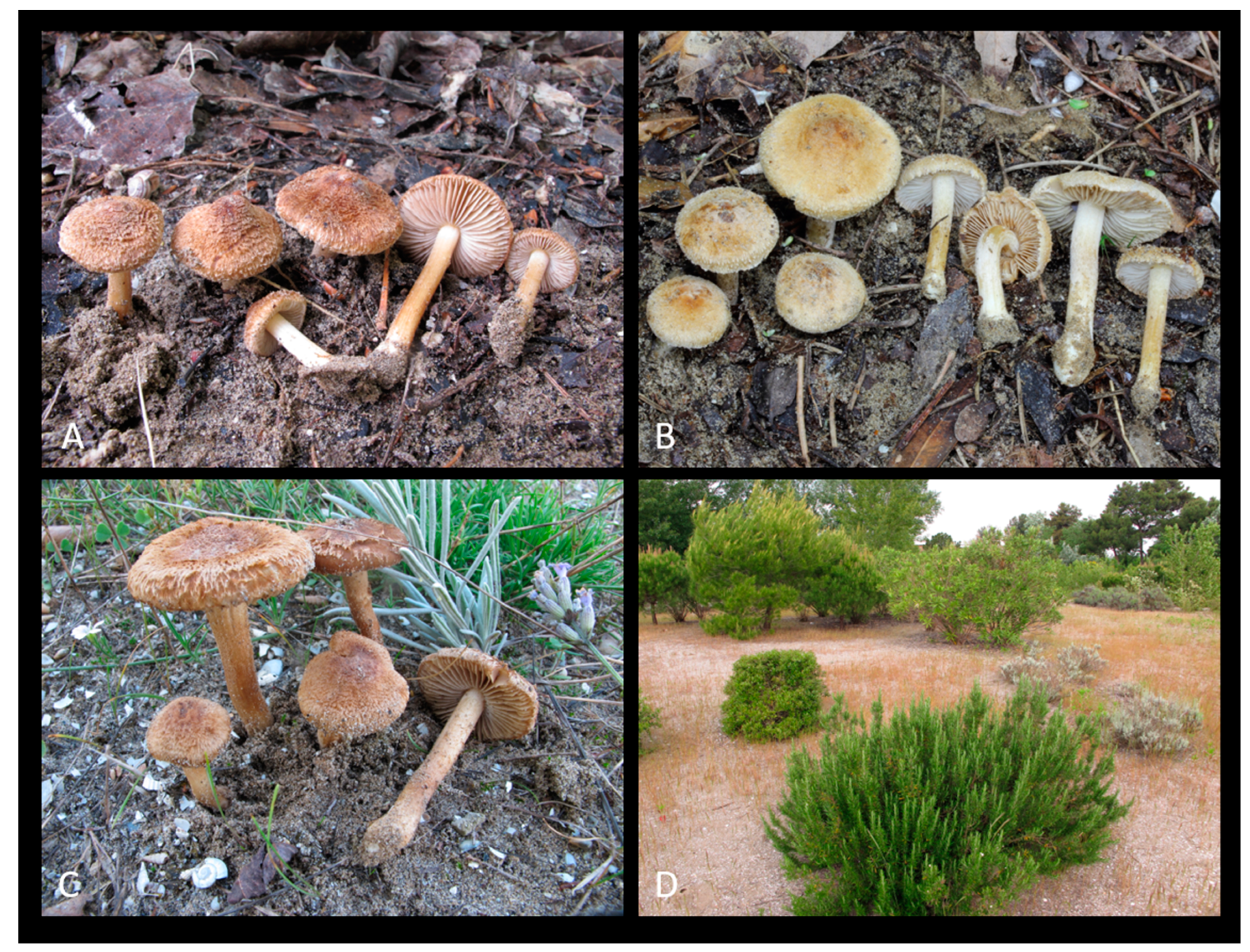 Jof 09 00679 g003 Jof 09 00679 g003