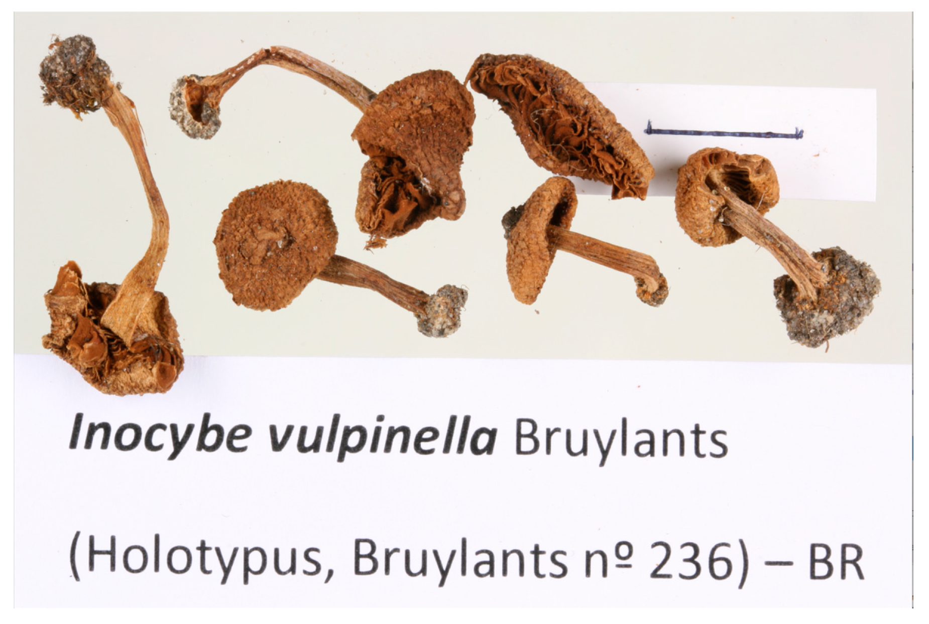 Jof 09 00679 g005 Jof 09 00679 g005