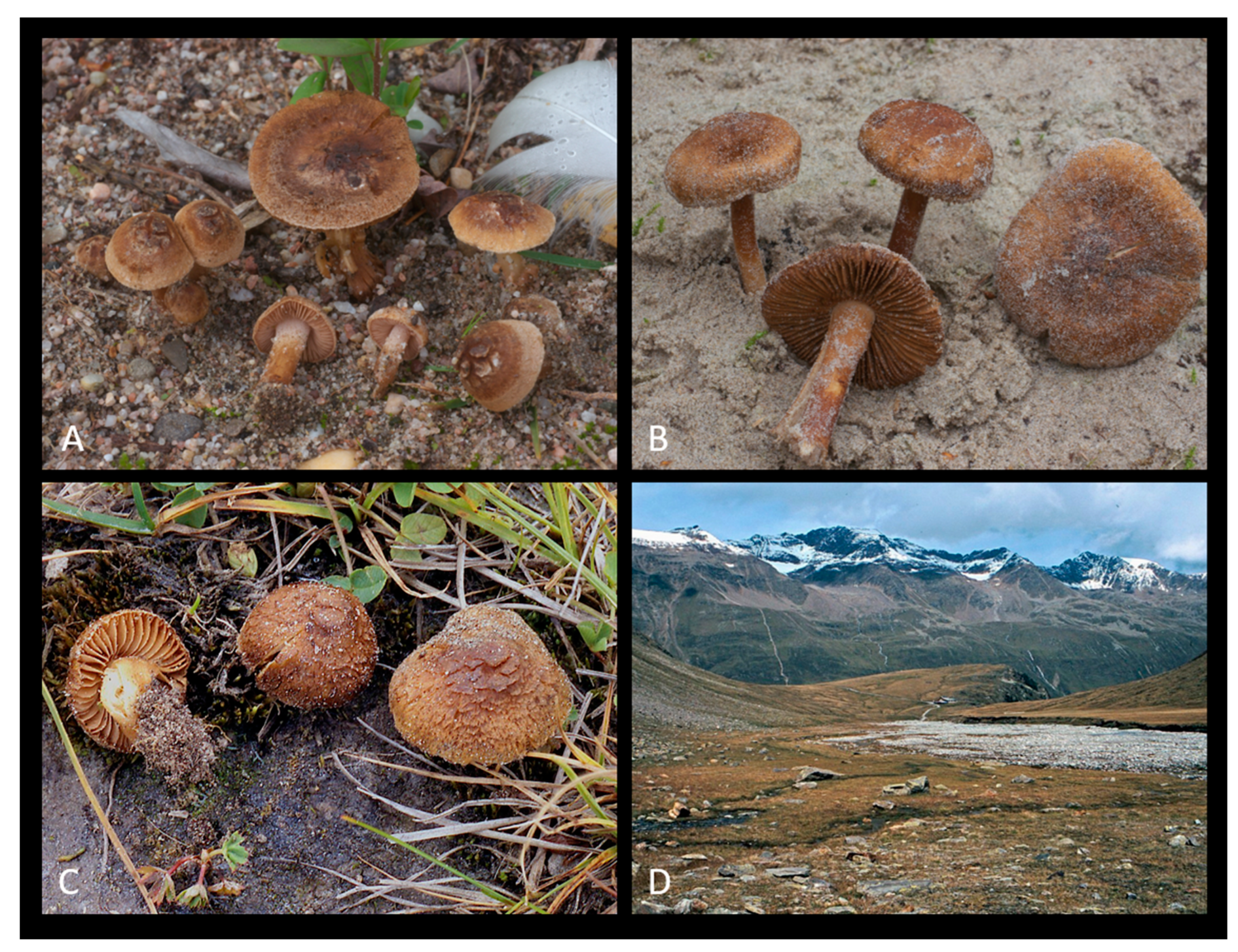 Jof 09 00679 g006 Jof 09 00679 g006