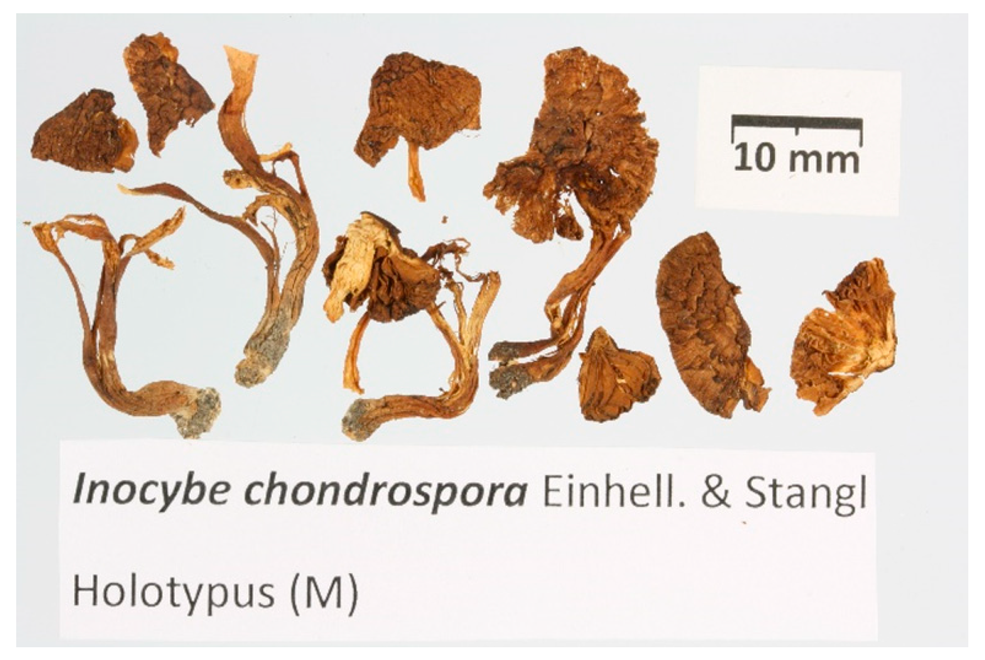 Jof 09 00679 g008 Jof 09 00679 g008