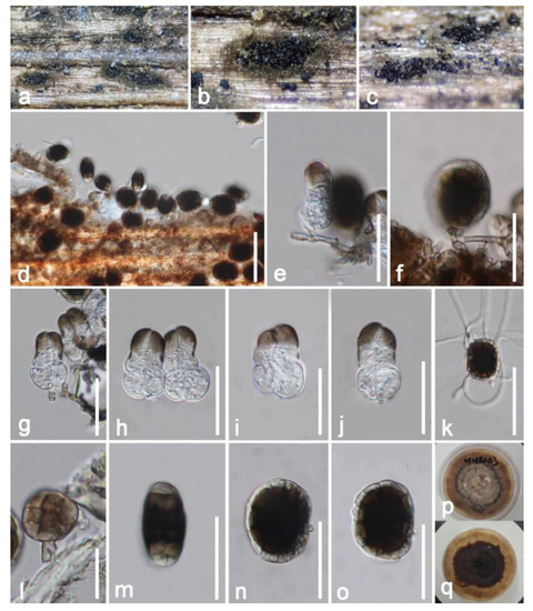 Taxonomic and Phylogenetic Studies of Saprobic Fungi