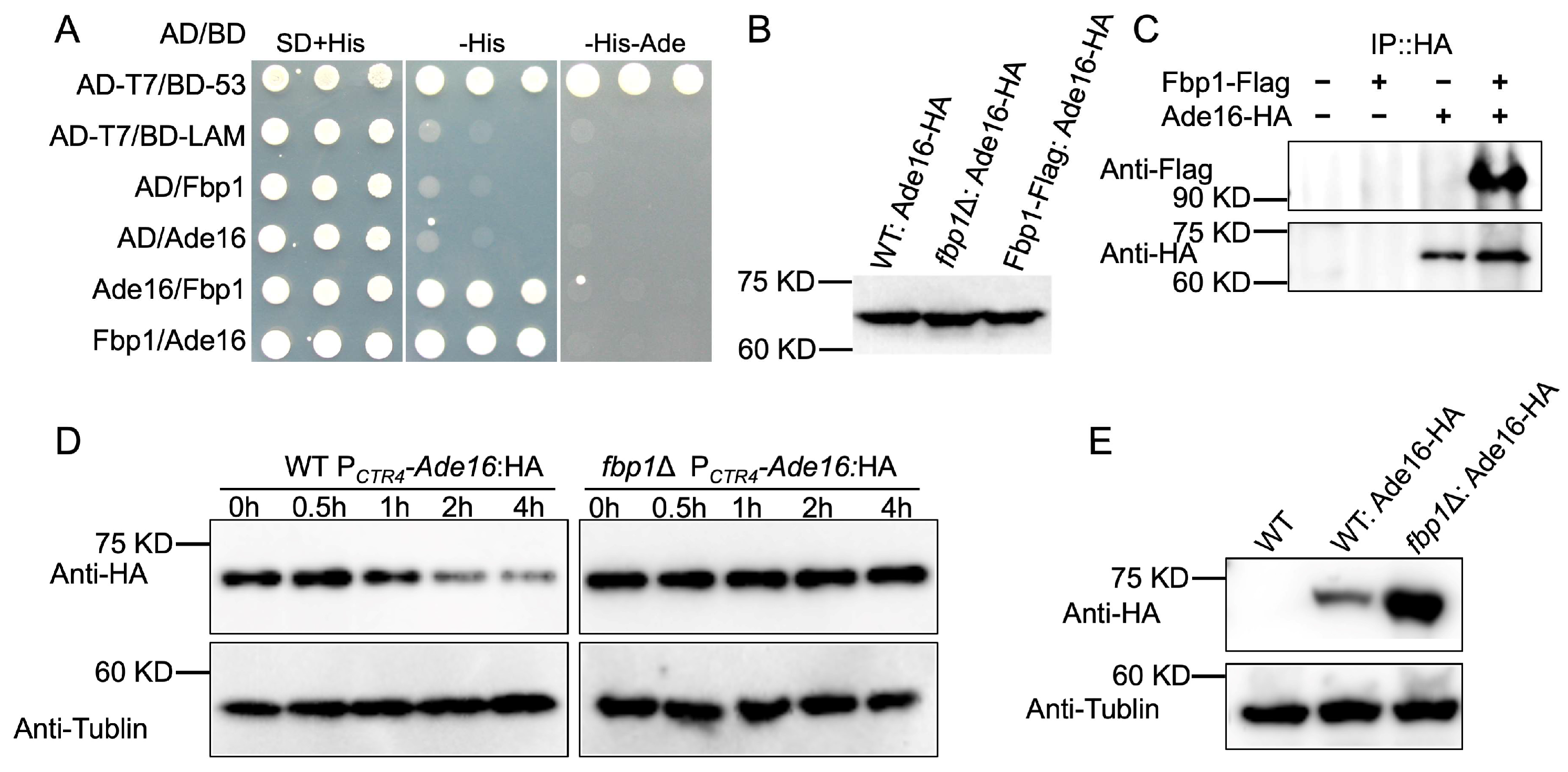 Jof 09 00699 g002 Jof 09 00699 g002