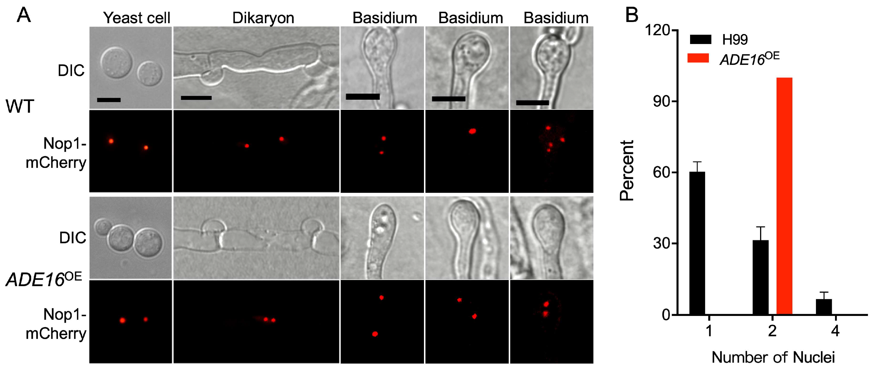 Jof 09 00699 g006 Jof 09 00699 g006