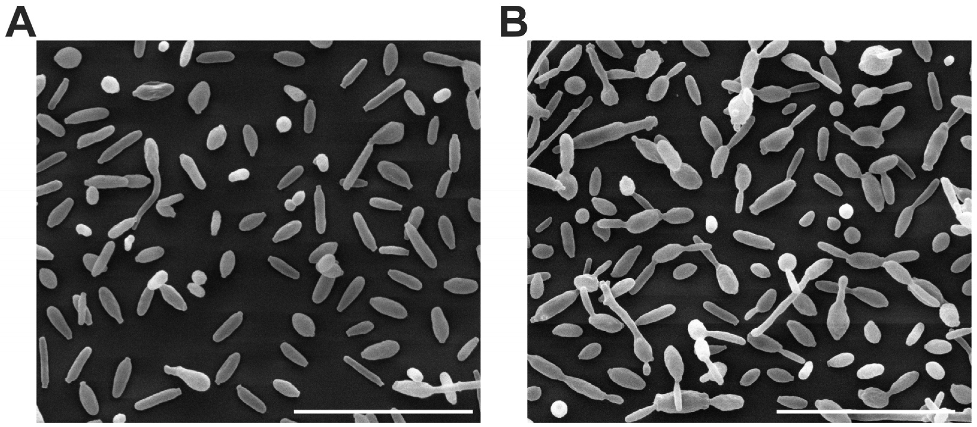 Jof 09 00701 g004 Jof 09 00701 g004