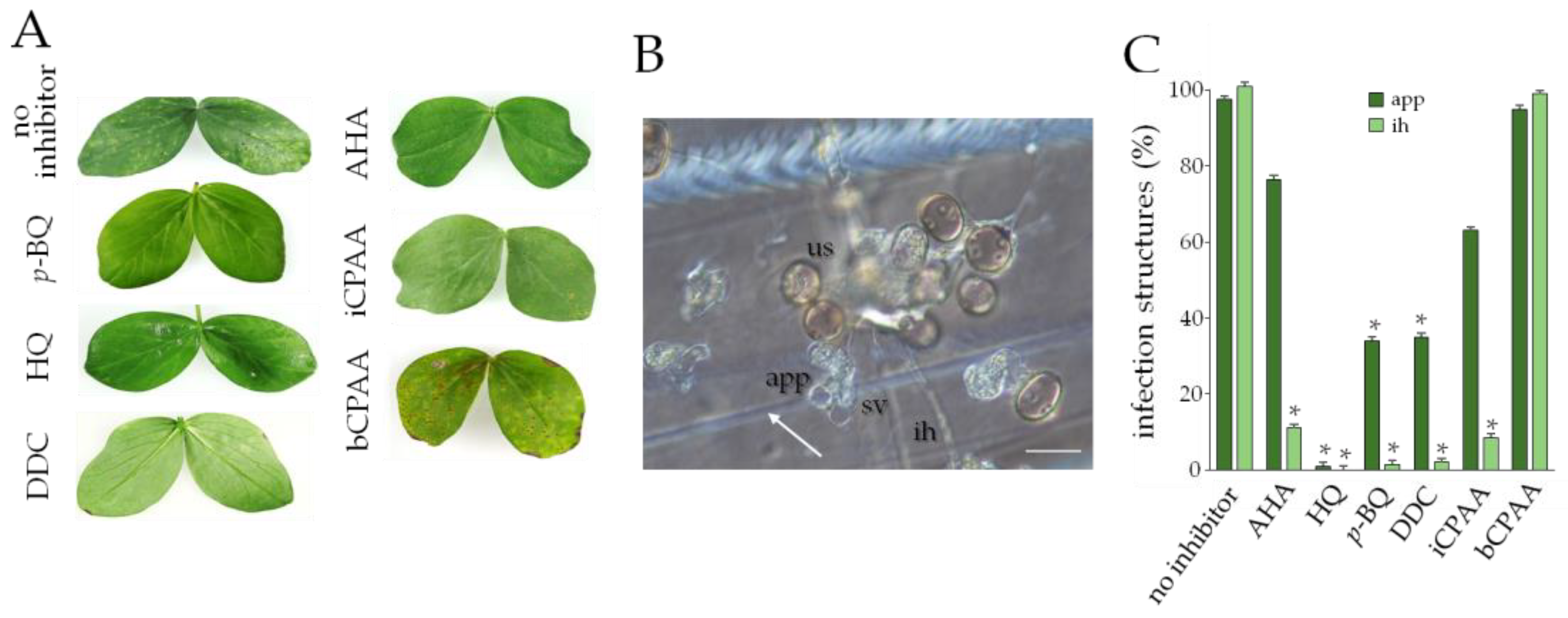 Jof 09 00708 g004 Jof 09 00708 g004