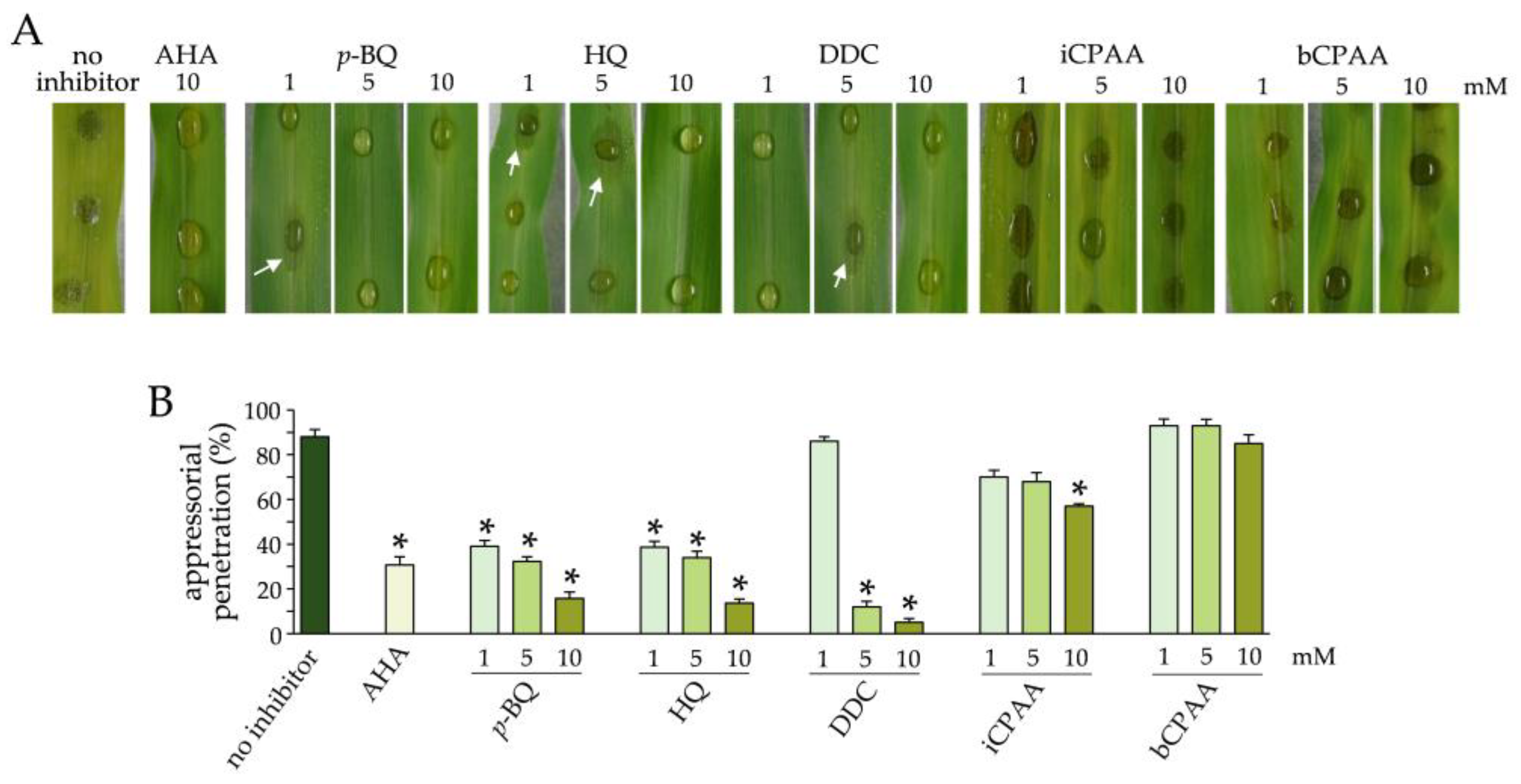 Jof 09 00708 g005 Jof 09 00708 g005