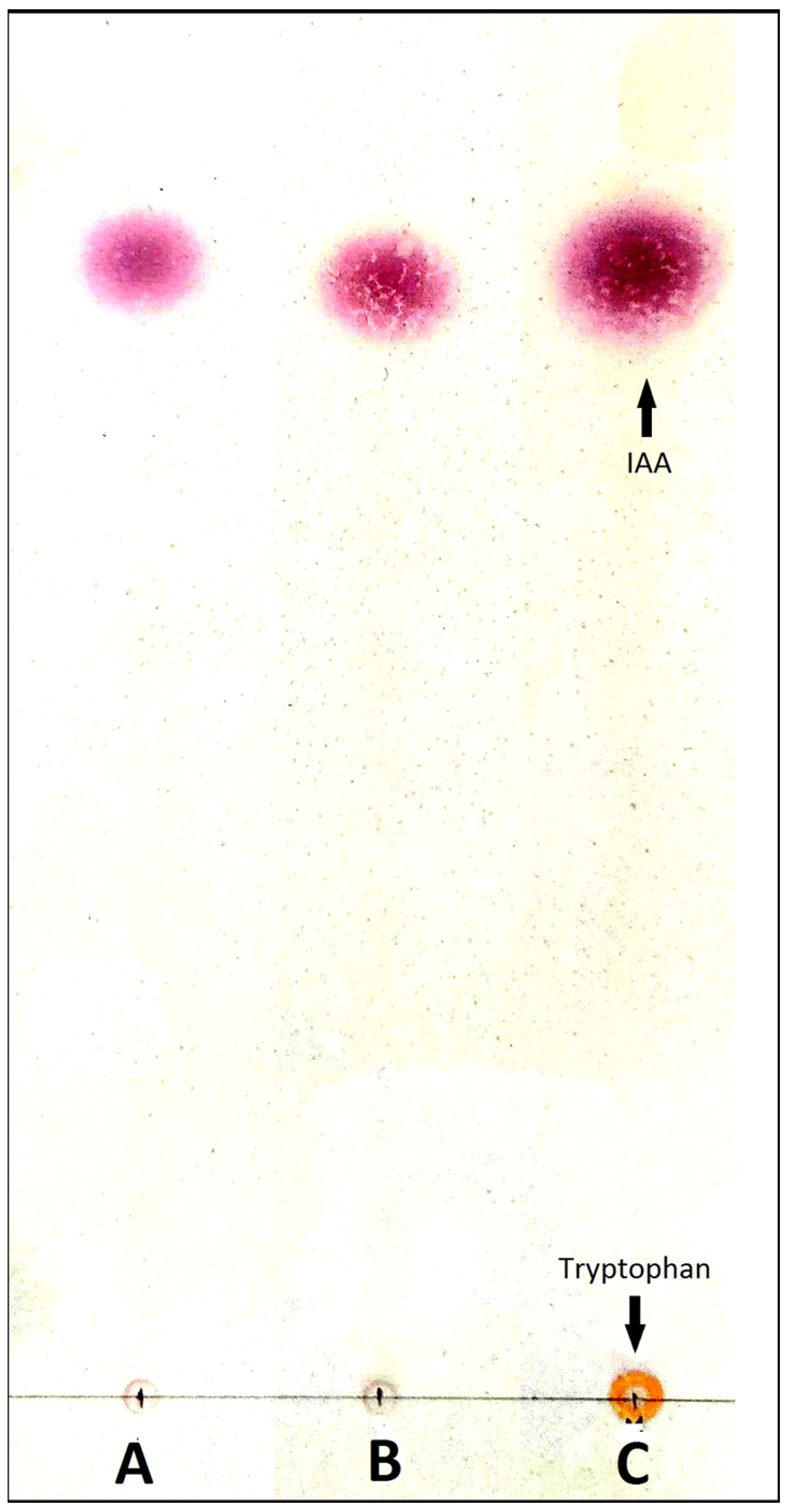 Jof 09 00728 g006 Jof 09 00728 g006