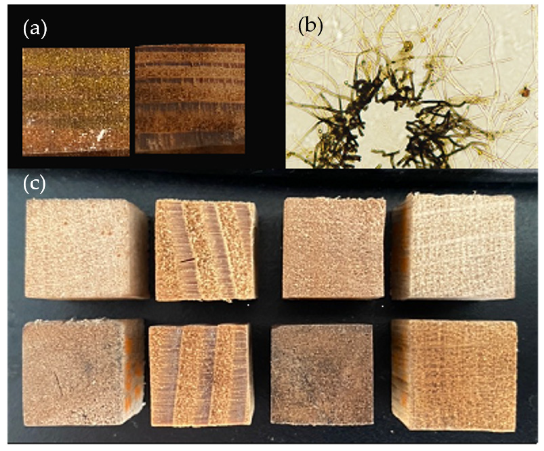 Jof 09 00738 g001 Jof 09 00738 g001