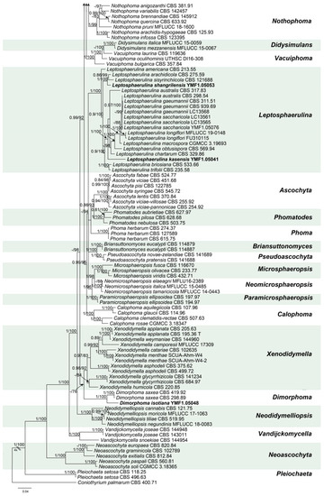 New Species of Didymellaceae within Aquatic Plants from