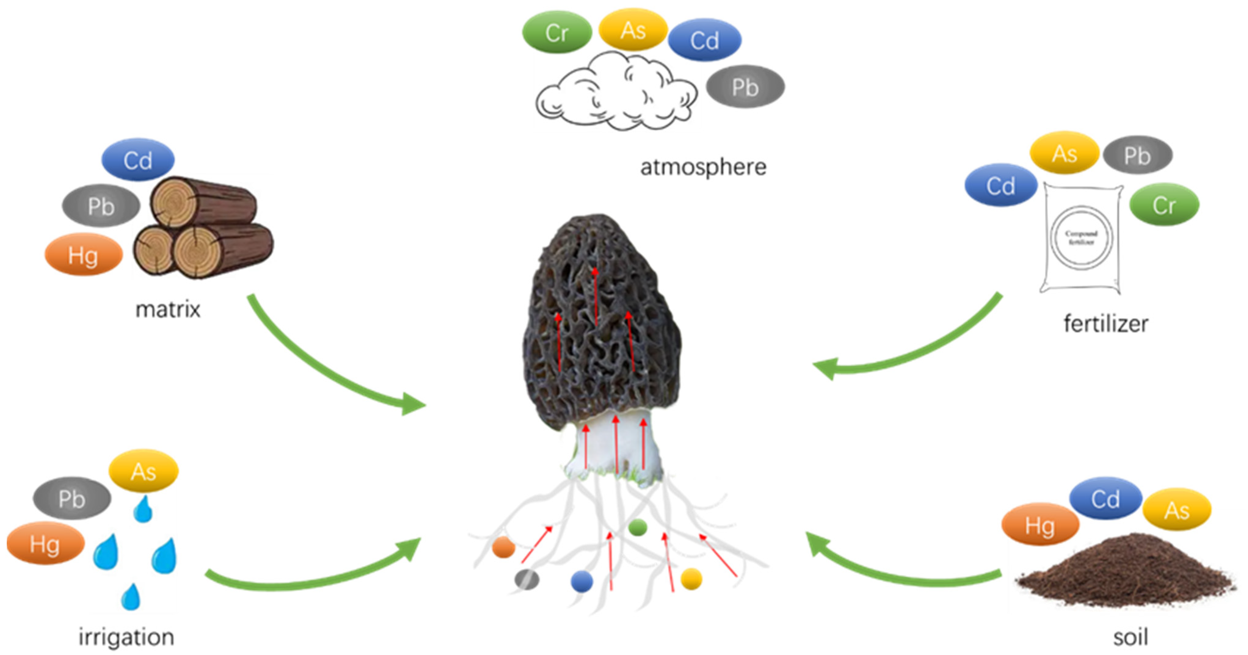 Jof 09 00765 g001 Jof 09 00765 g001