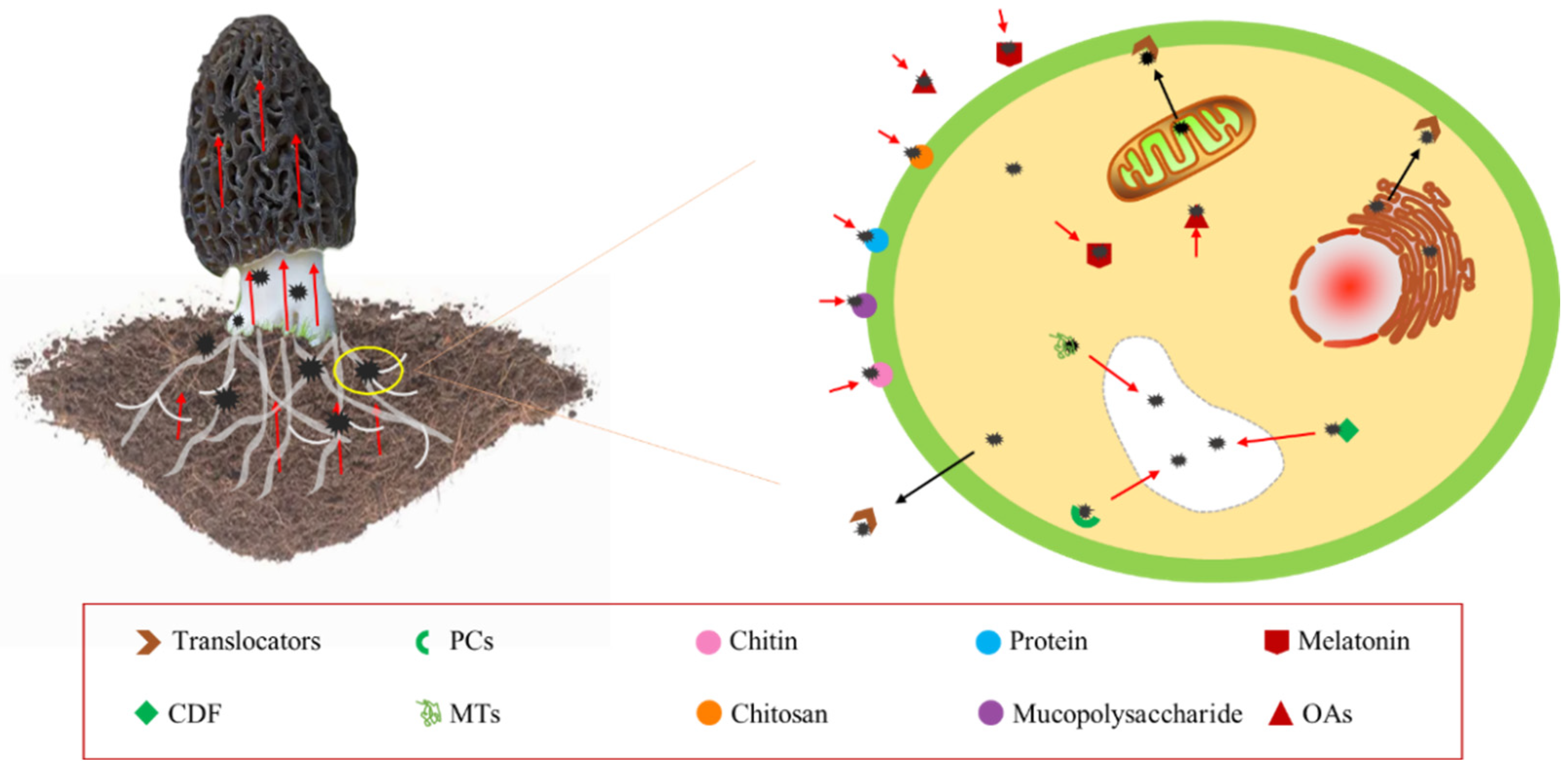 Jof 09 00765 g004 Jof 09 00765 g004