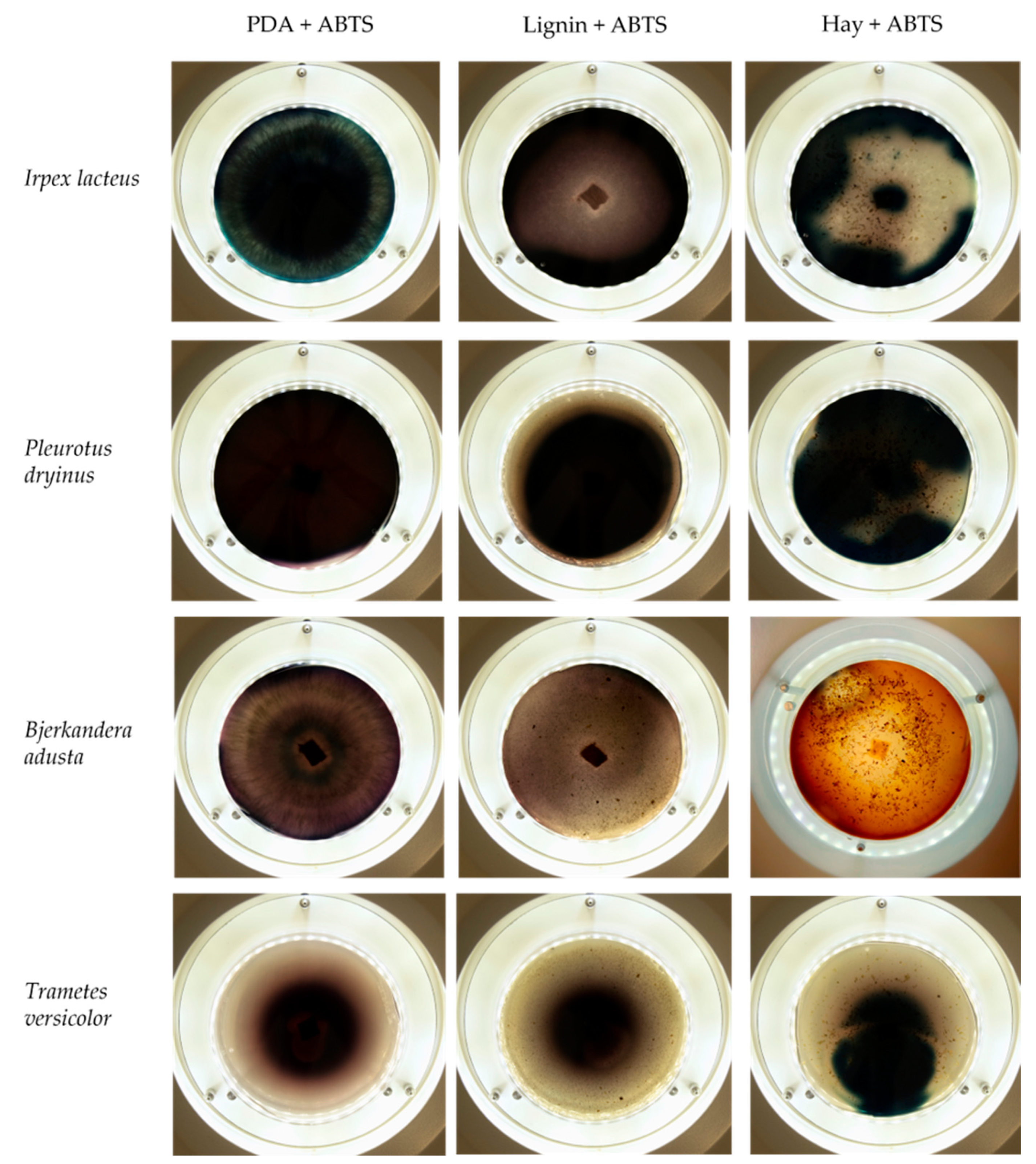 Jof 09 00780 g004 Jof 09 00780 g004