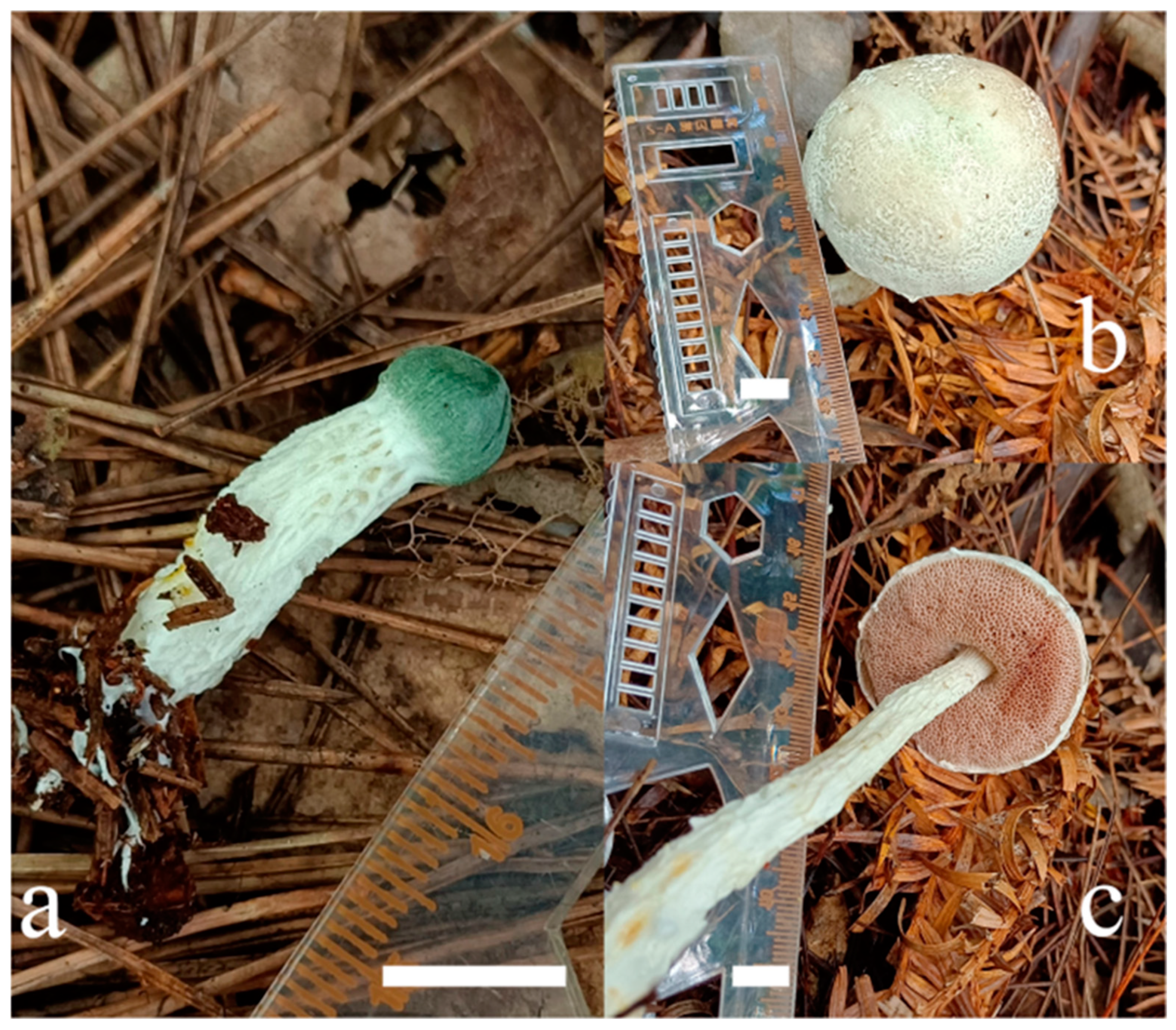 Jof 09 00814 g004 550