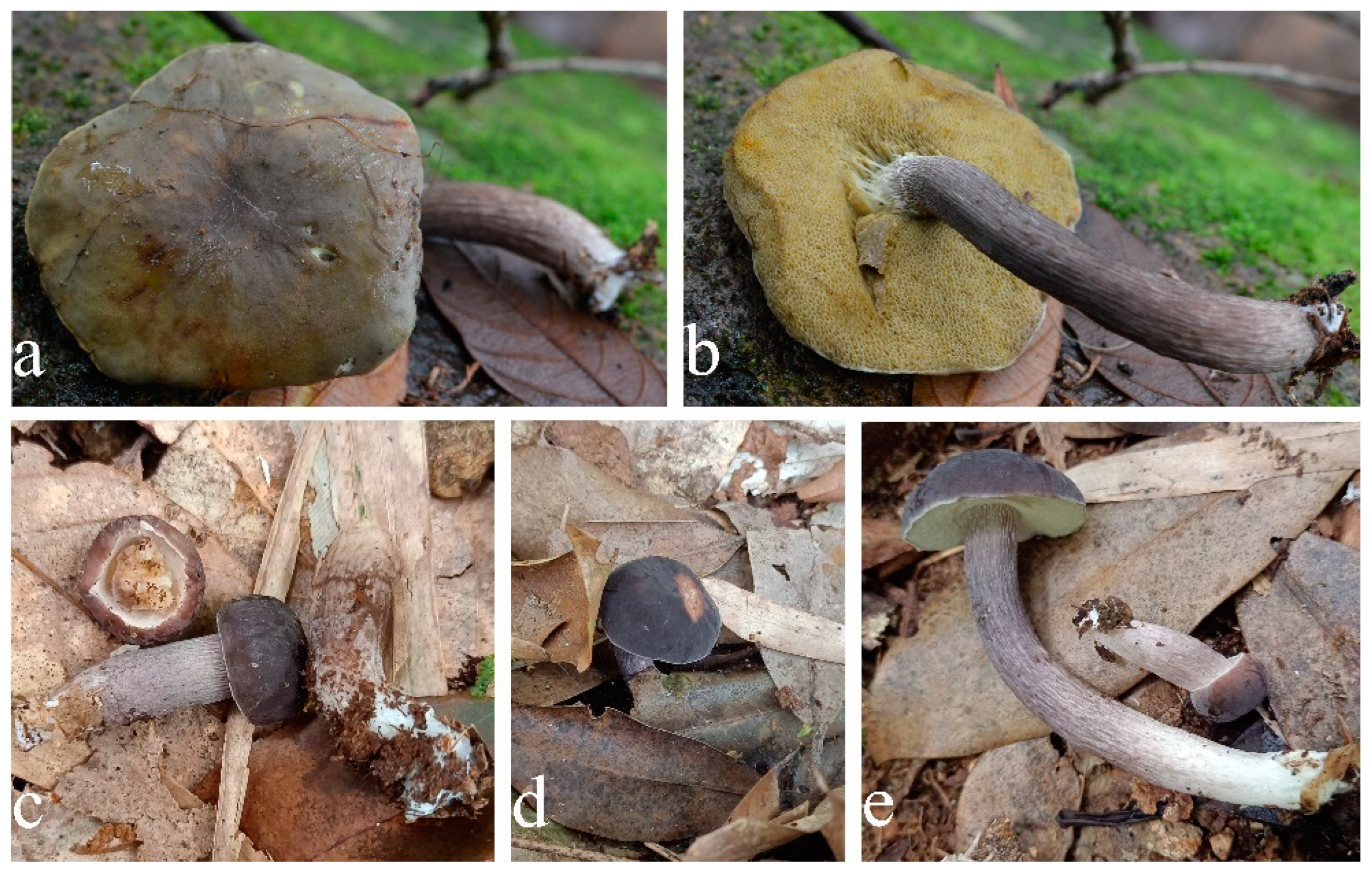 Jof 09 00814 g007 550