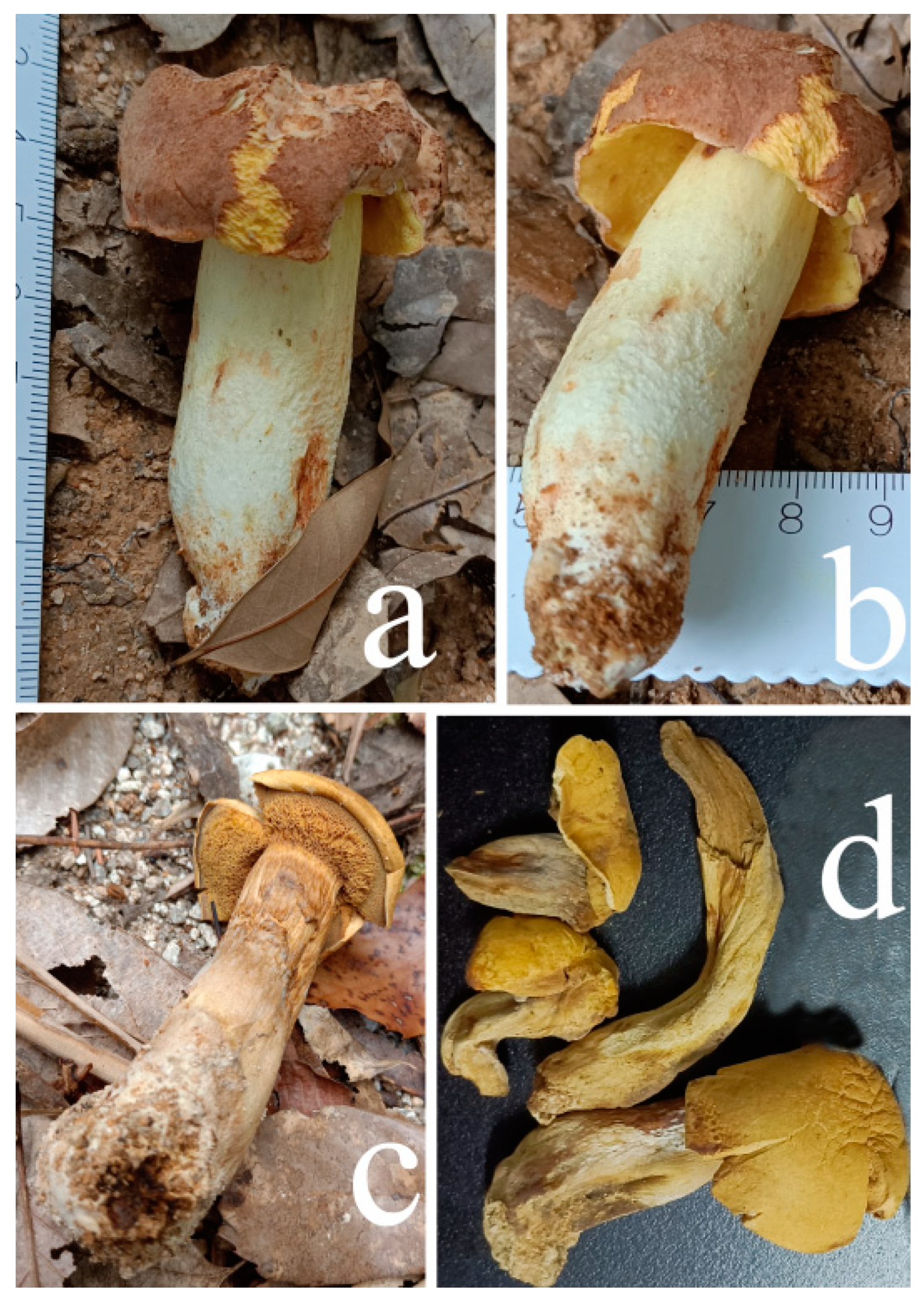 Jof 09 00814 g011 550