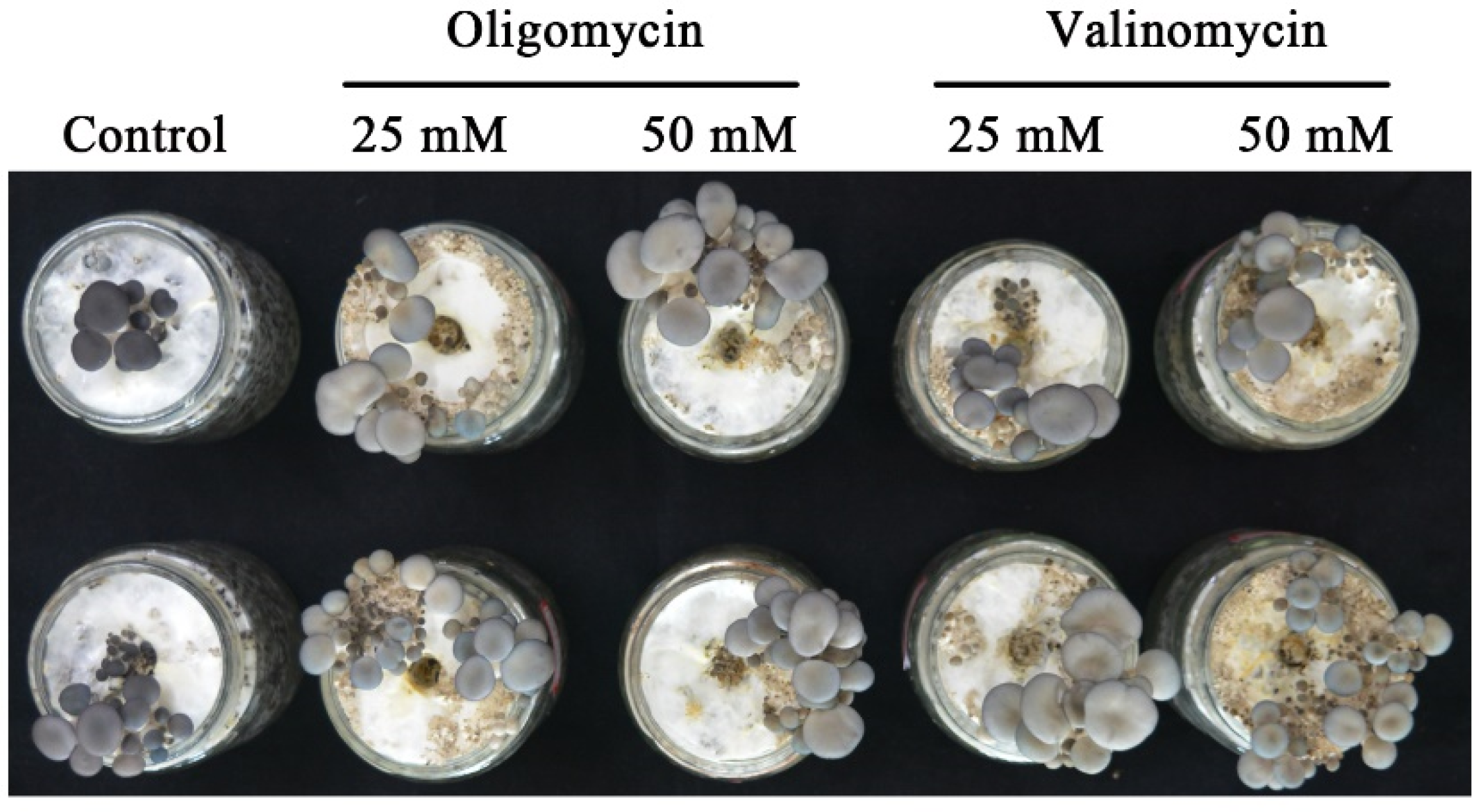 Jof 09 00823 g009 Jof 09 00823 g009