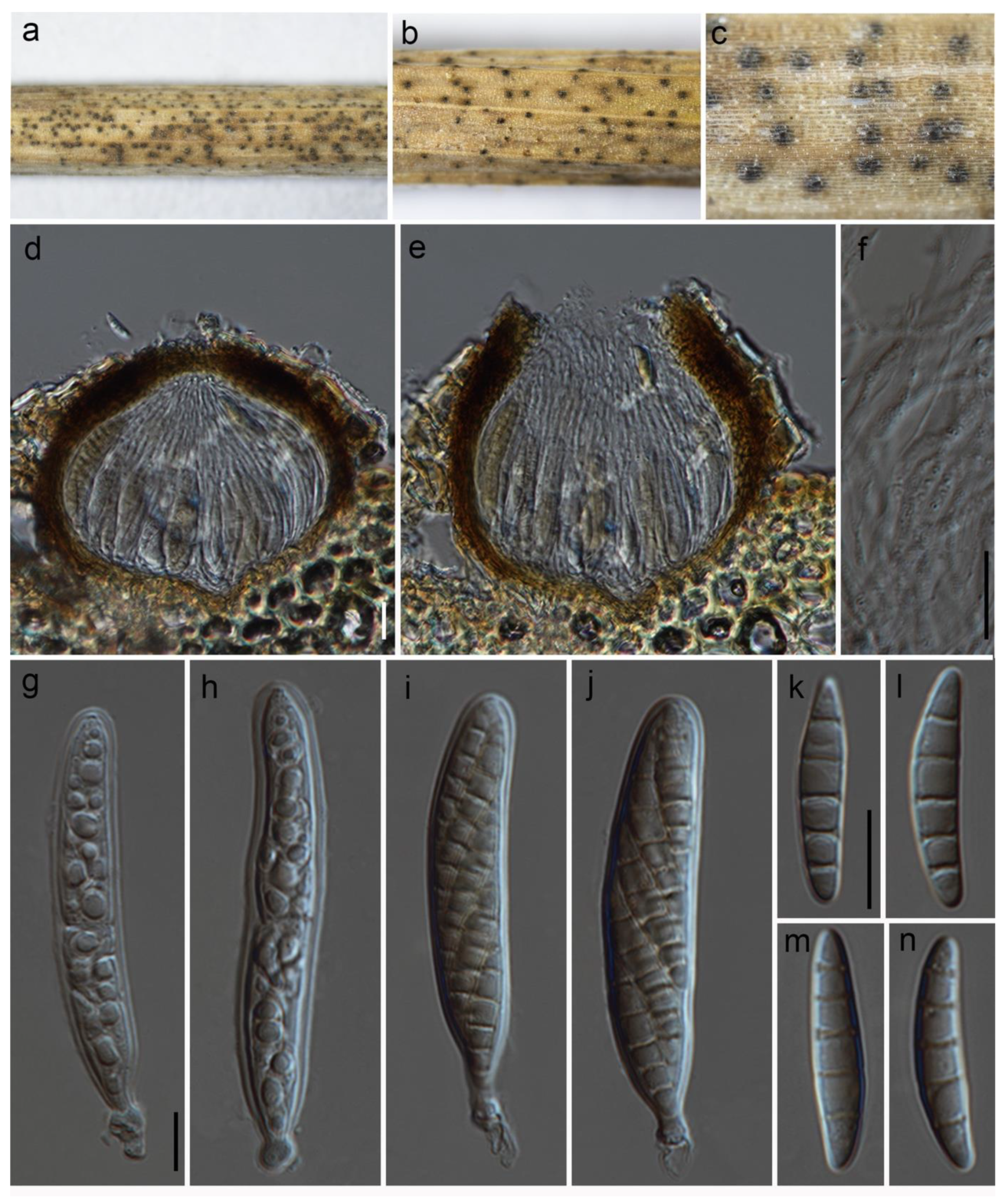 Jof 09 00853 g002 Jof 09 00853 g002