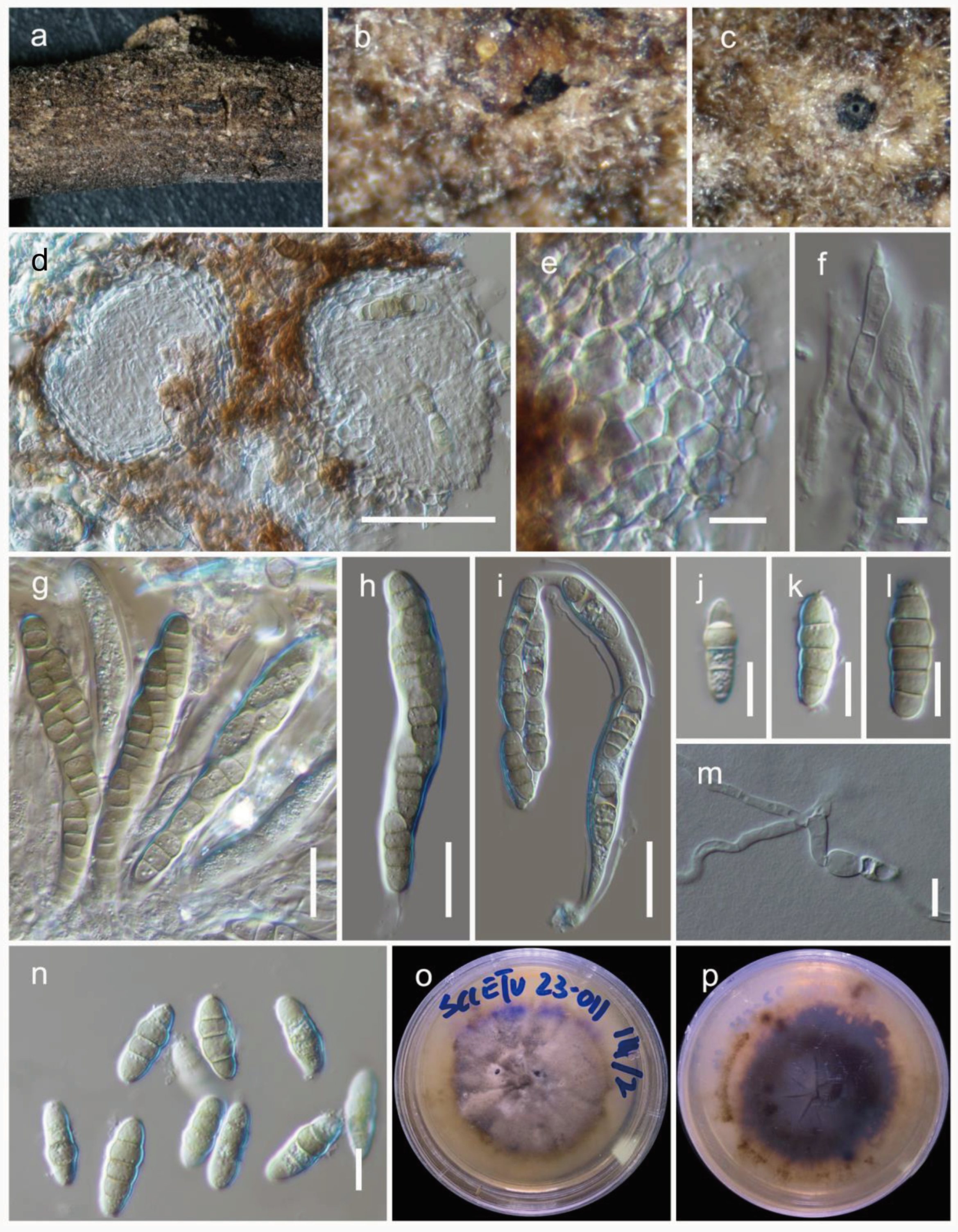 Jof 09 00853 g003 Jof 09 00853 g003