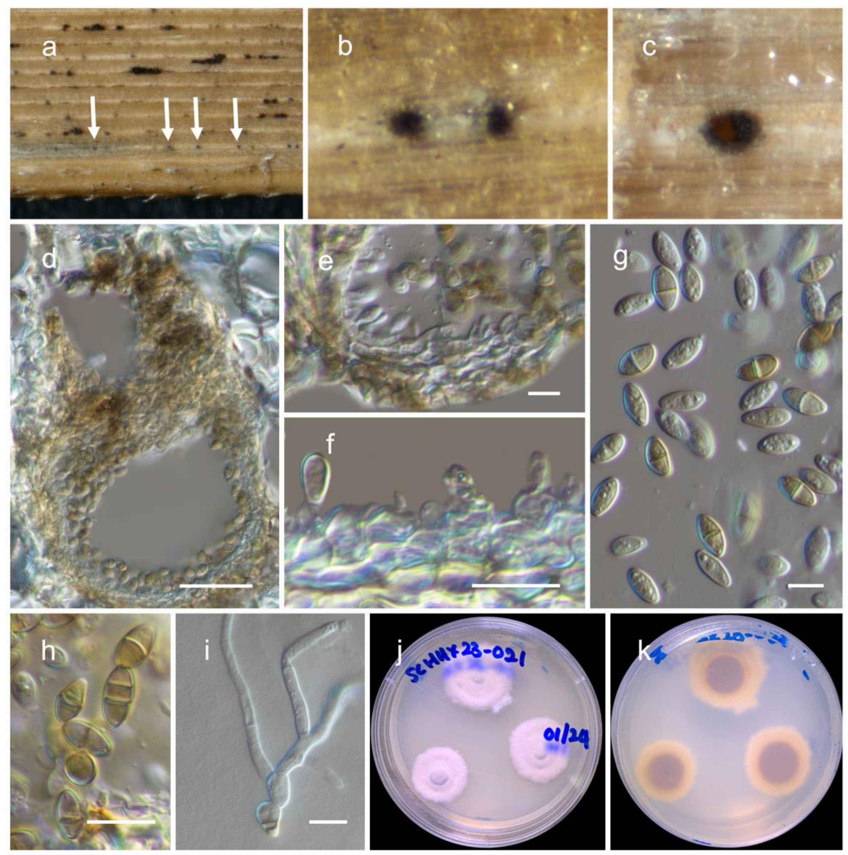 Jof 09 00853 g005 Jof 09 00853 g005