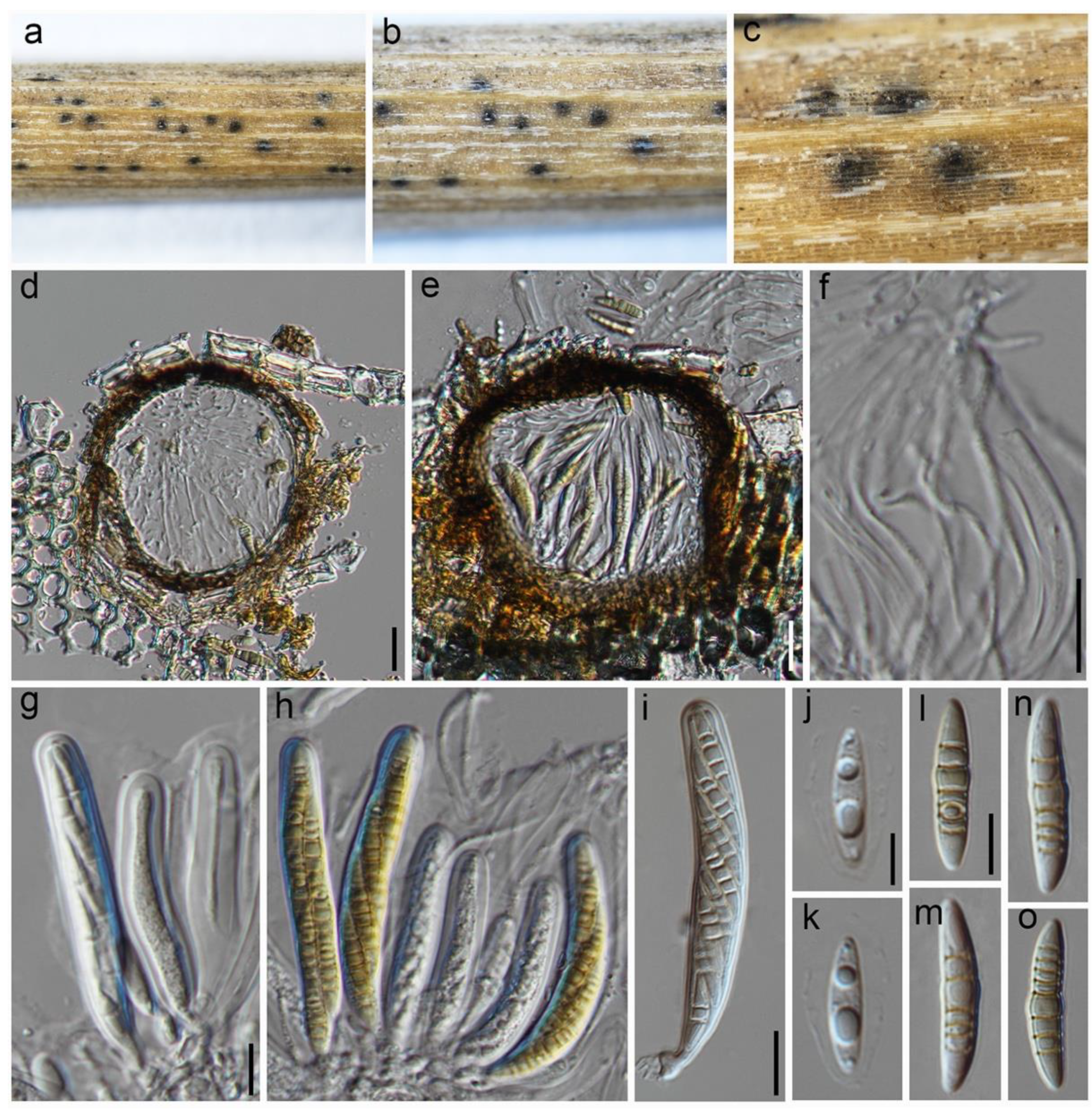 Jof 09 00853 g006 Jof 09 00853 g006