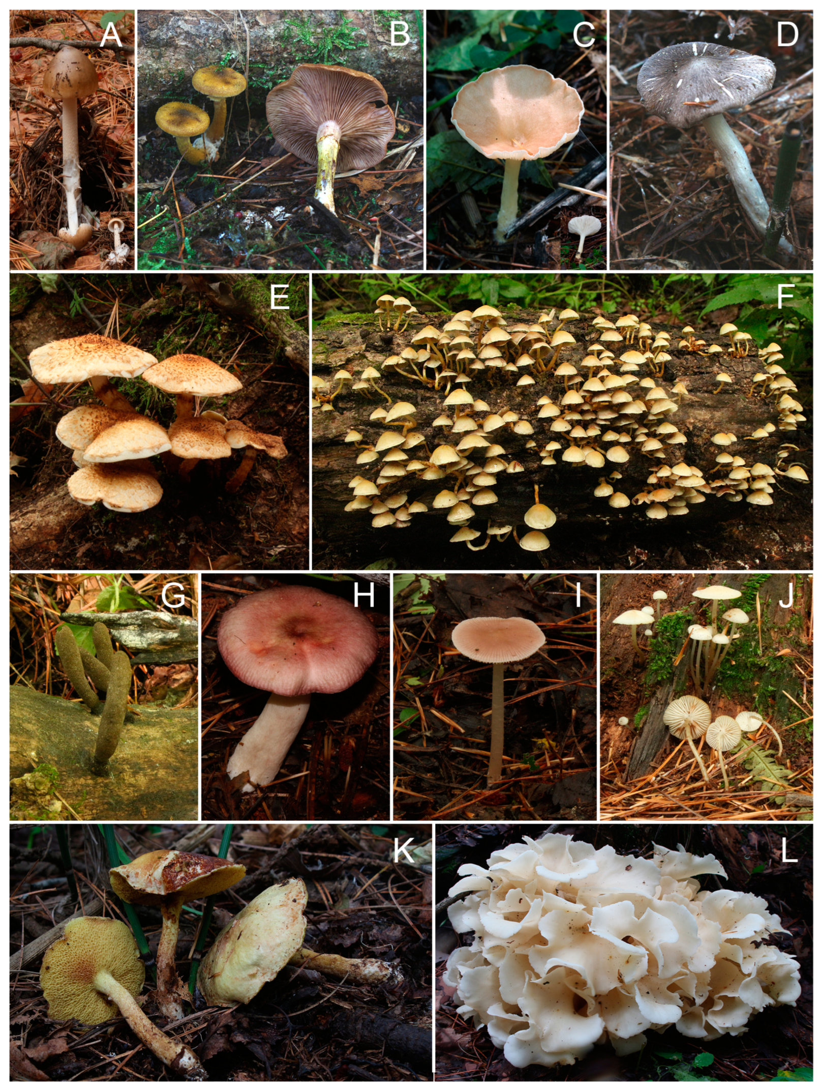 Jof 09 00856 g002 Jof 09 00856 g002