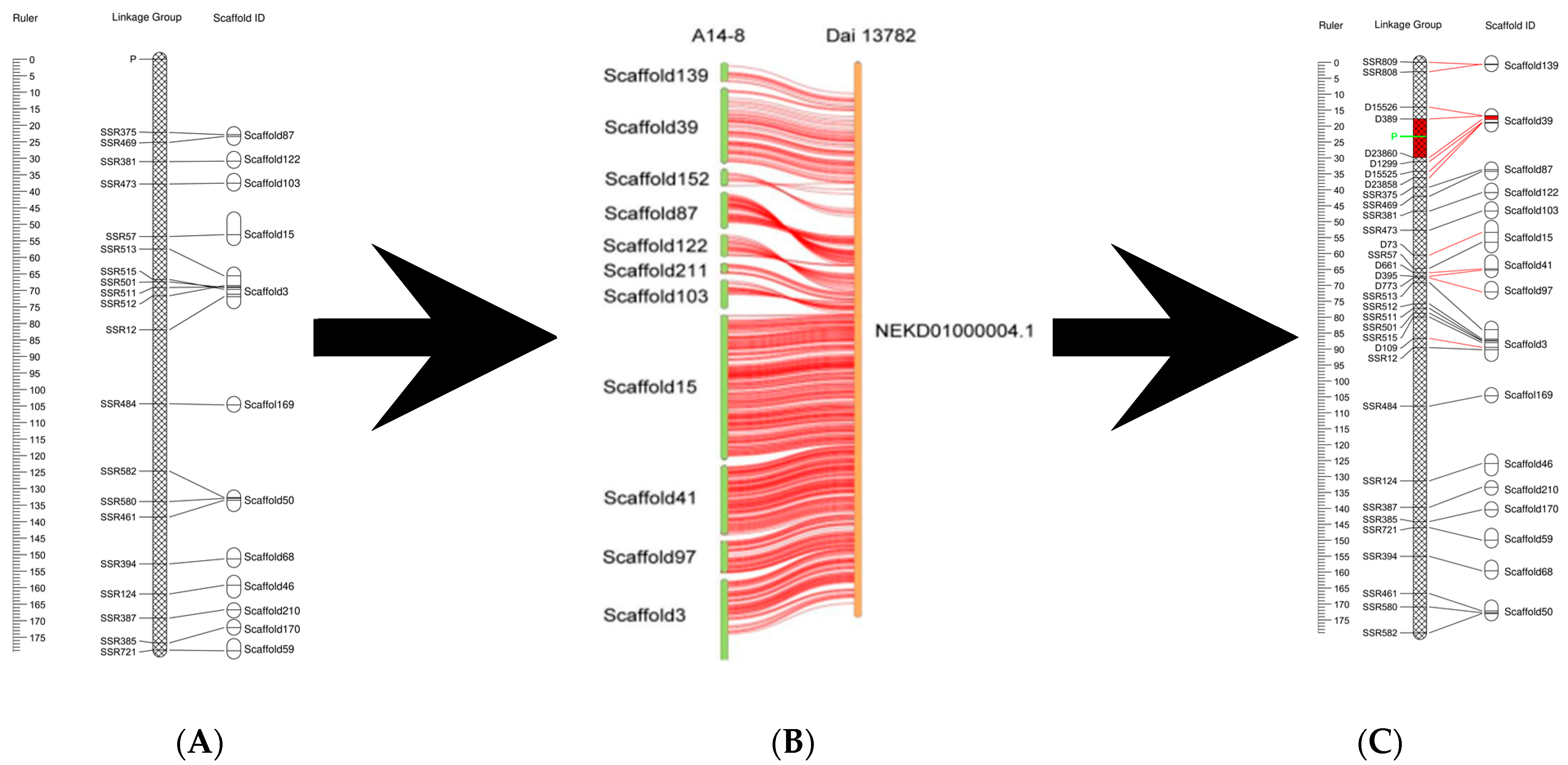 Dicarboxylic Amino Acid Permease 7219 Regulates Fruiting