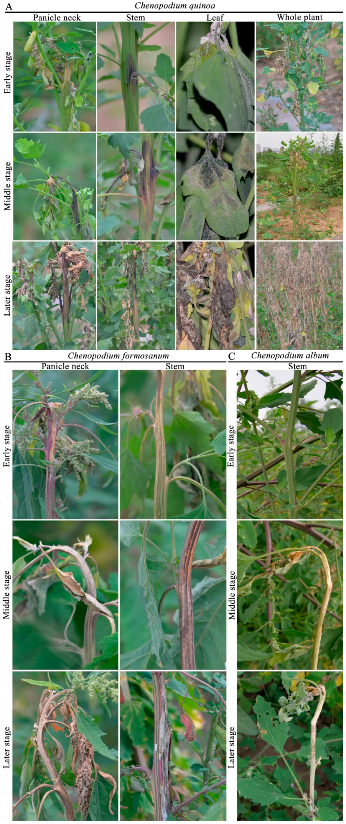 One stop shop: backbones trees for important phytopathogenic genera: I  (2014)