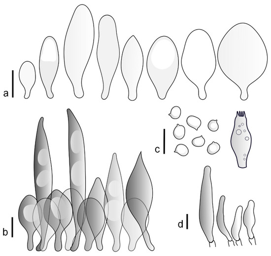JoF | Free Full-Text | Holarctic Species In The Pluteus.