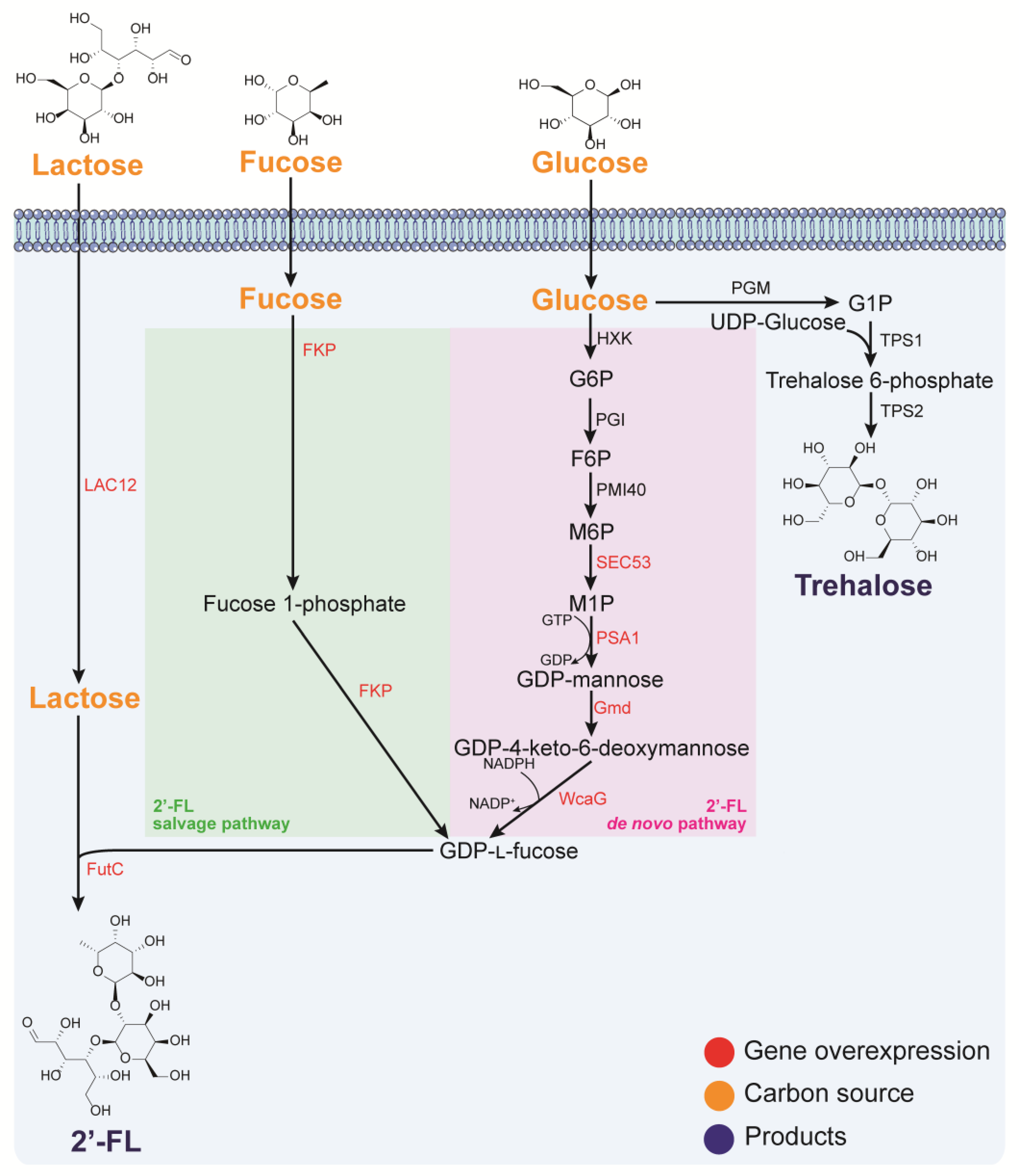 JoF | Free Full-Text | Recent Advances in the Biosynthesis of 