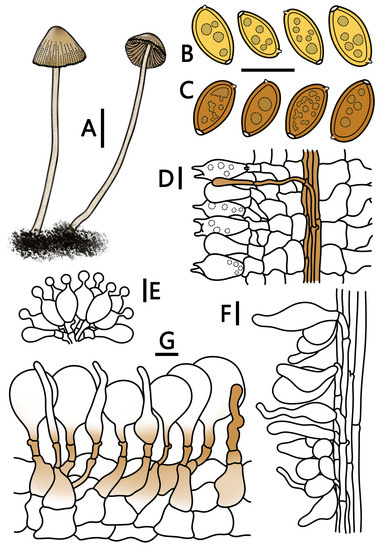 Conocybe Section Pilosellae in China: Reconciliation of
