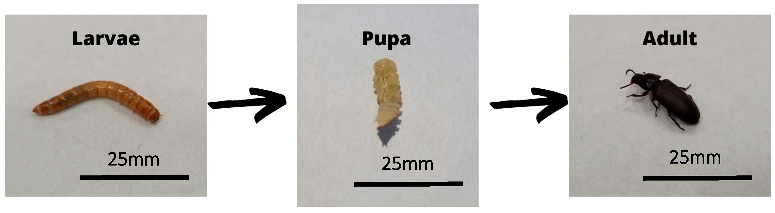 Jof 09 00943 g007 Jof 09 00943 g007