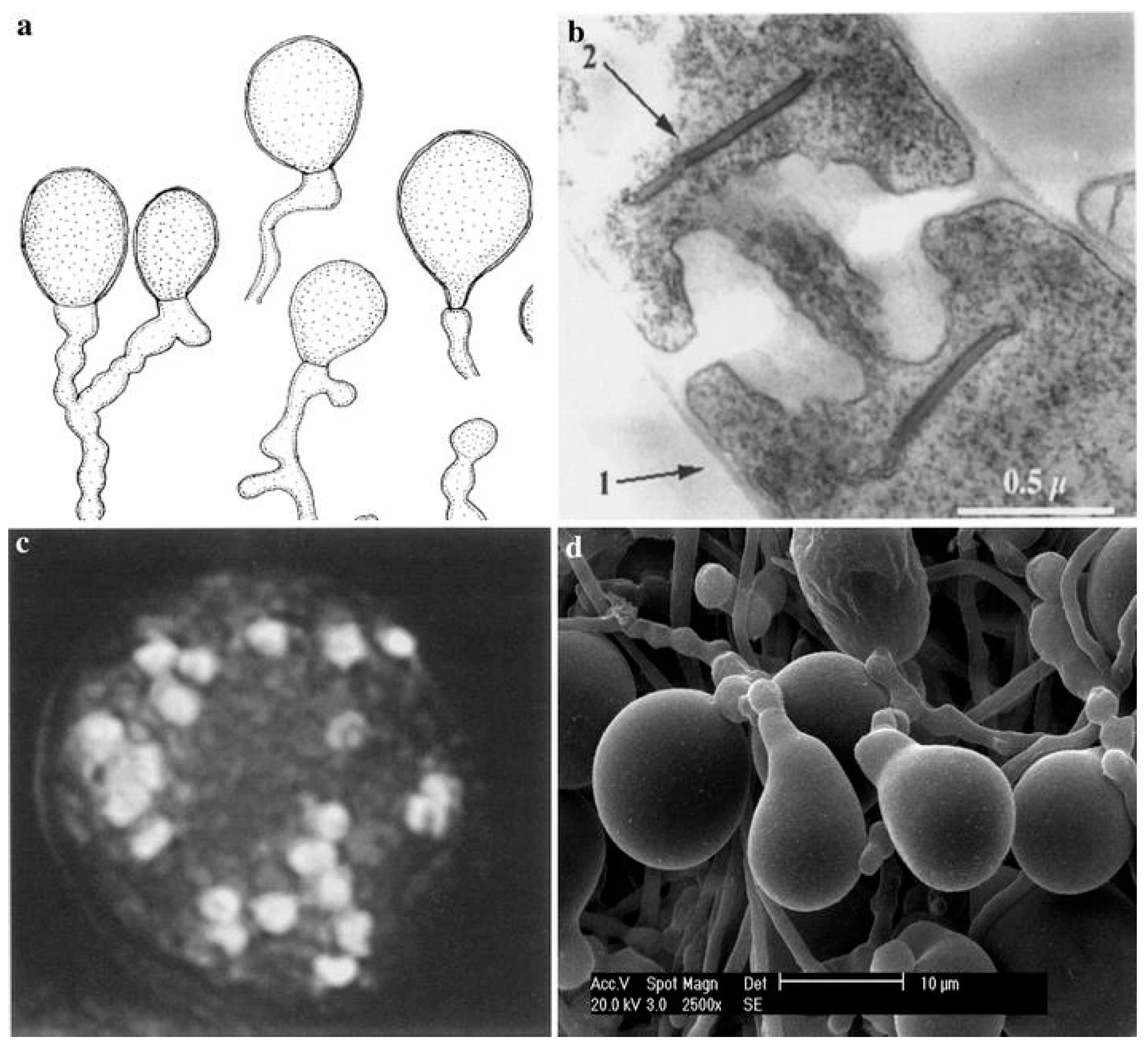 Jof 09 00965 g001 Jof 09 00965 g001