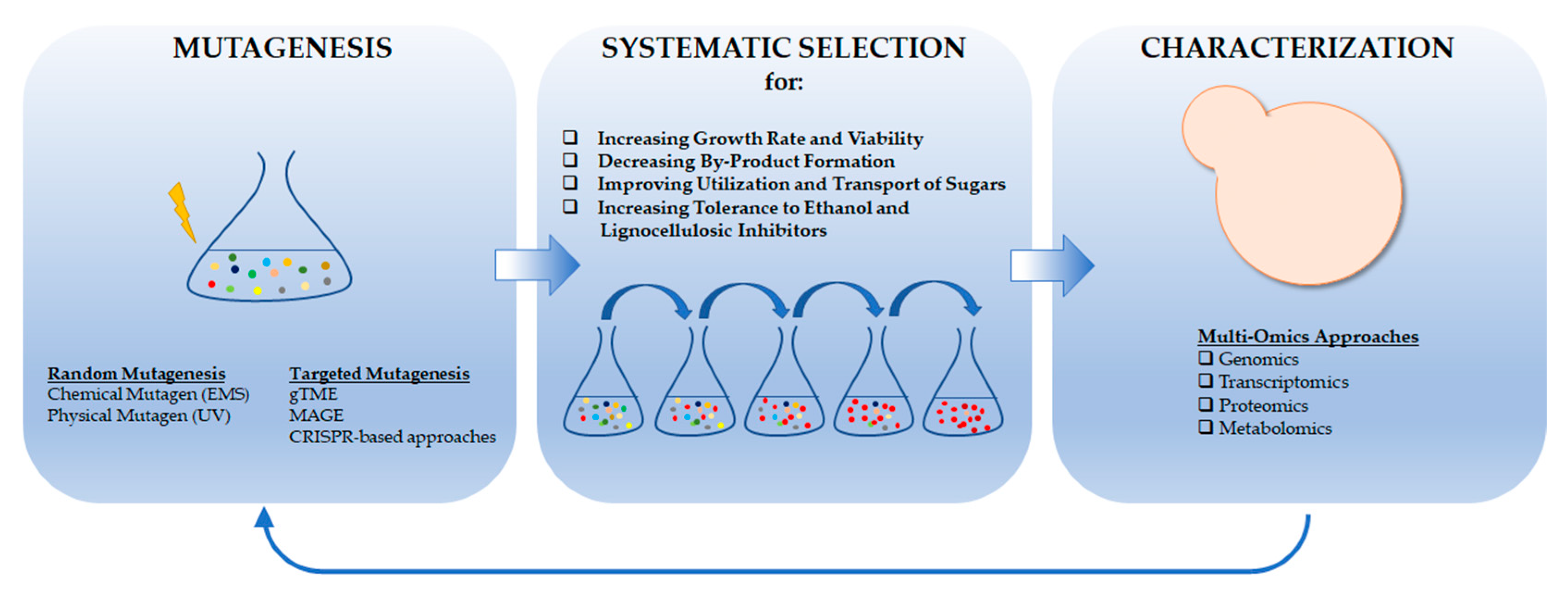 From Saccharomyces cerevisiae to Ethanol: Unlocking the