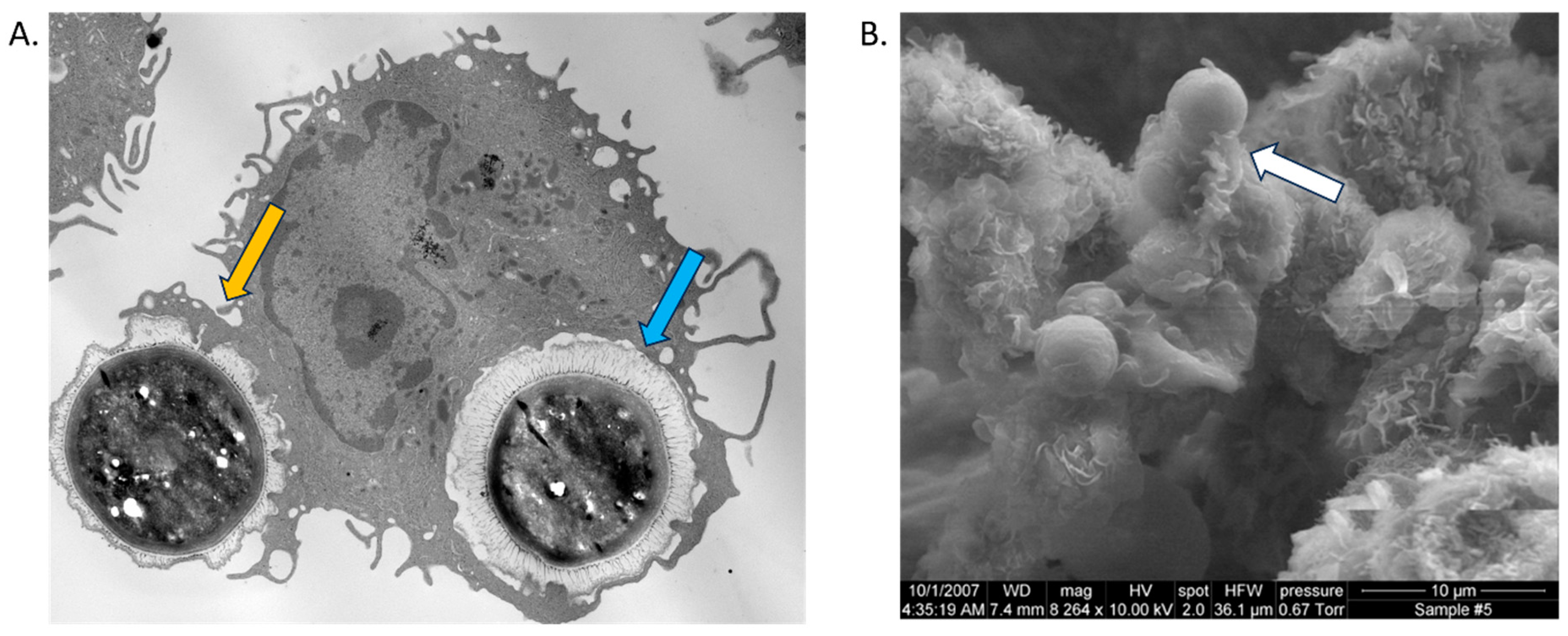 Jof 09 01050 g002 Jof 09 01050 g002