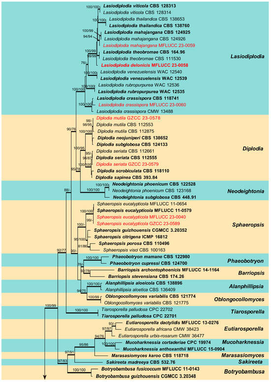 Morpho-Phylogenetic Evidence Reveals Novel Species and New Records of Botryosphaeriaceae in China and Thailand Morpho-Phylogenetic Evidence Reveals Novel Species and New Records of Botryosphaeriaceae in China and Thailand