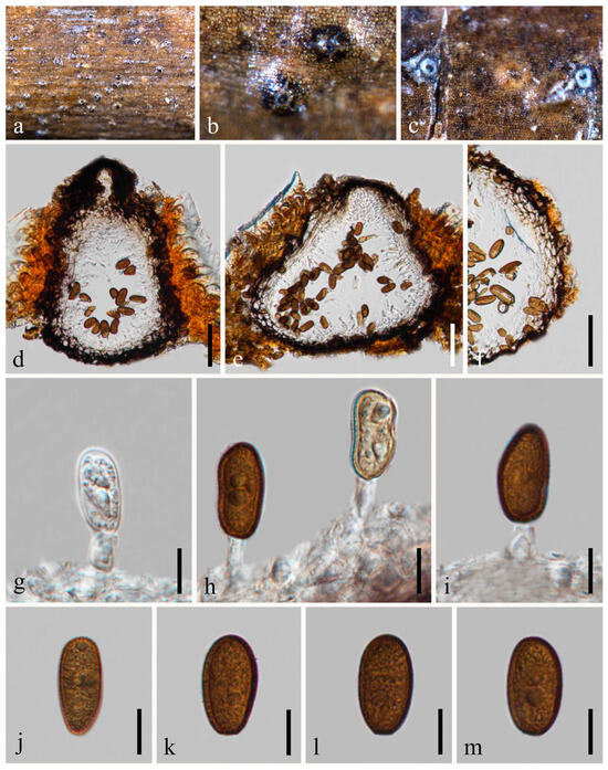Morpho-Phylogenetic Evidence Reveals Novel Species and New Morpho-Phylogenetic Evidence Reveals Novel Species and New