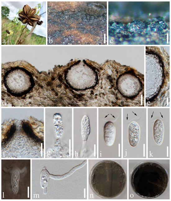 Morpho-Phylogenetic Evidence Reveals Novel Species and New Morpho-Phylogenetic Evidence Reveals Novel Species and New