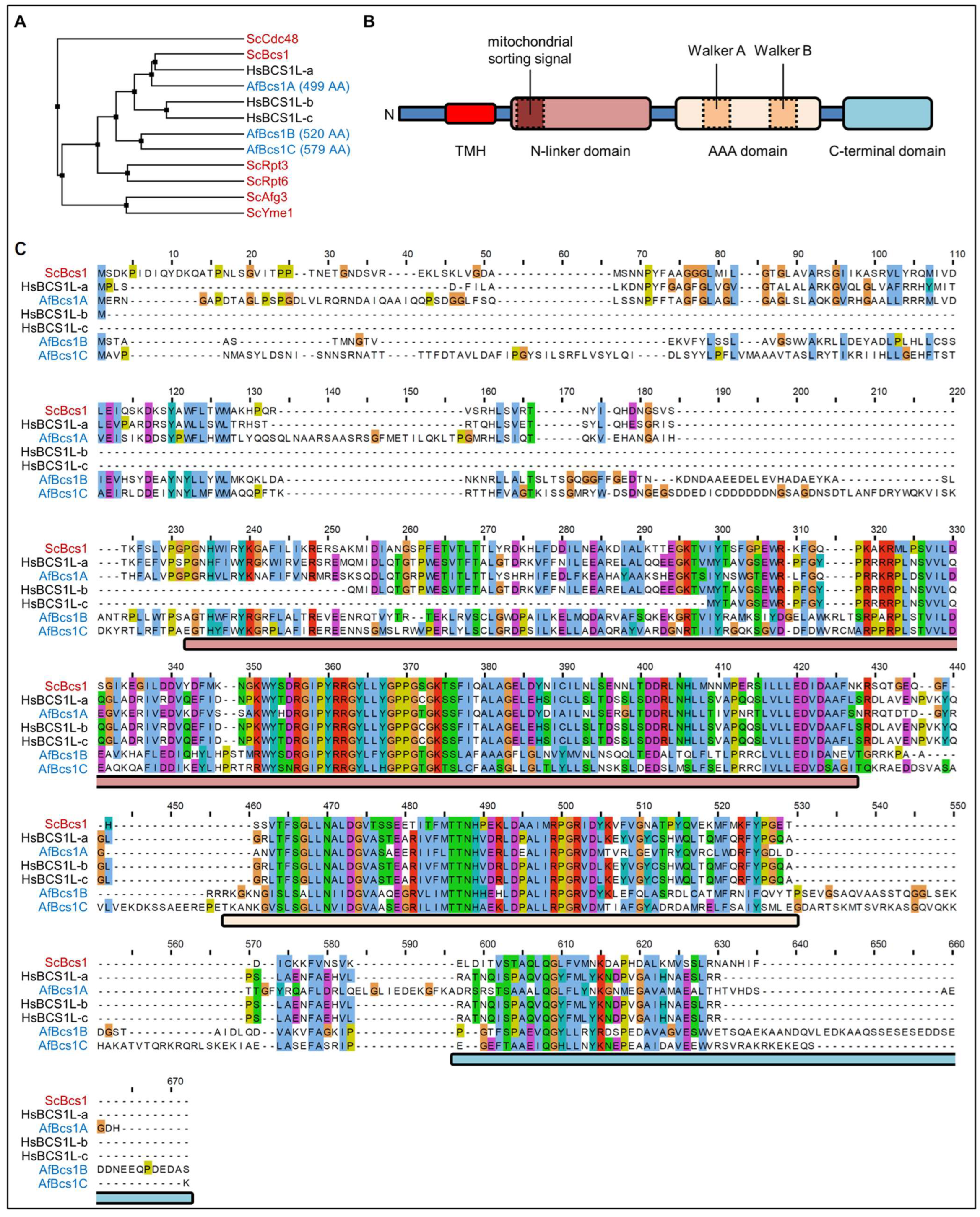 JoF Free Full Text Only One of Three Bcs1 Homologs in