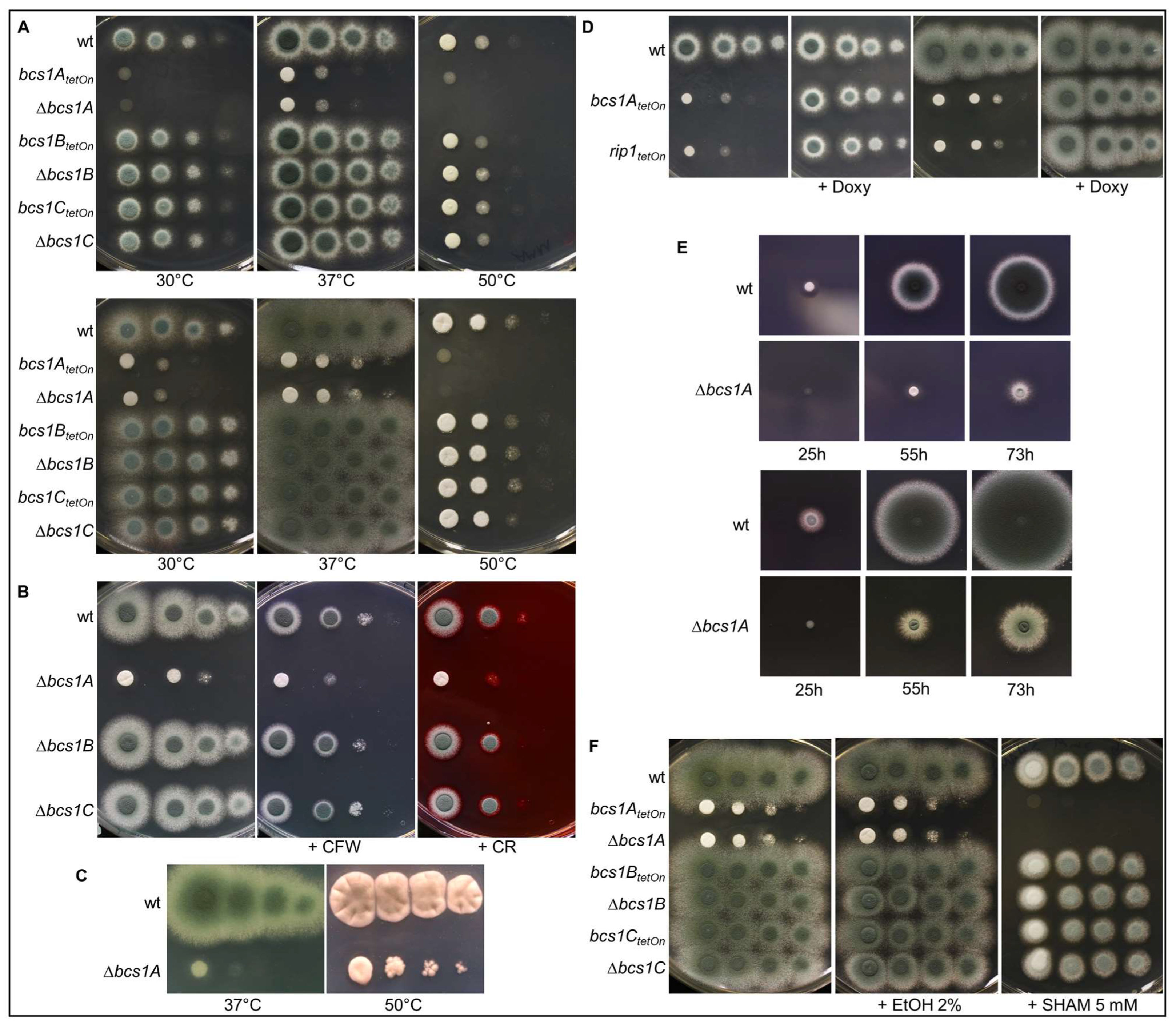 Jof 09 01074 g002 Jof 09 01074 g002